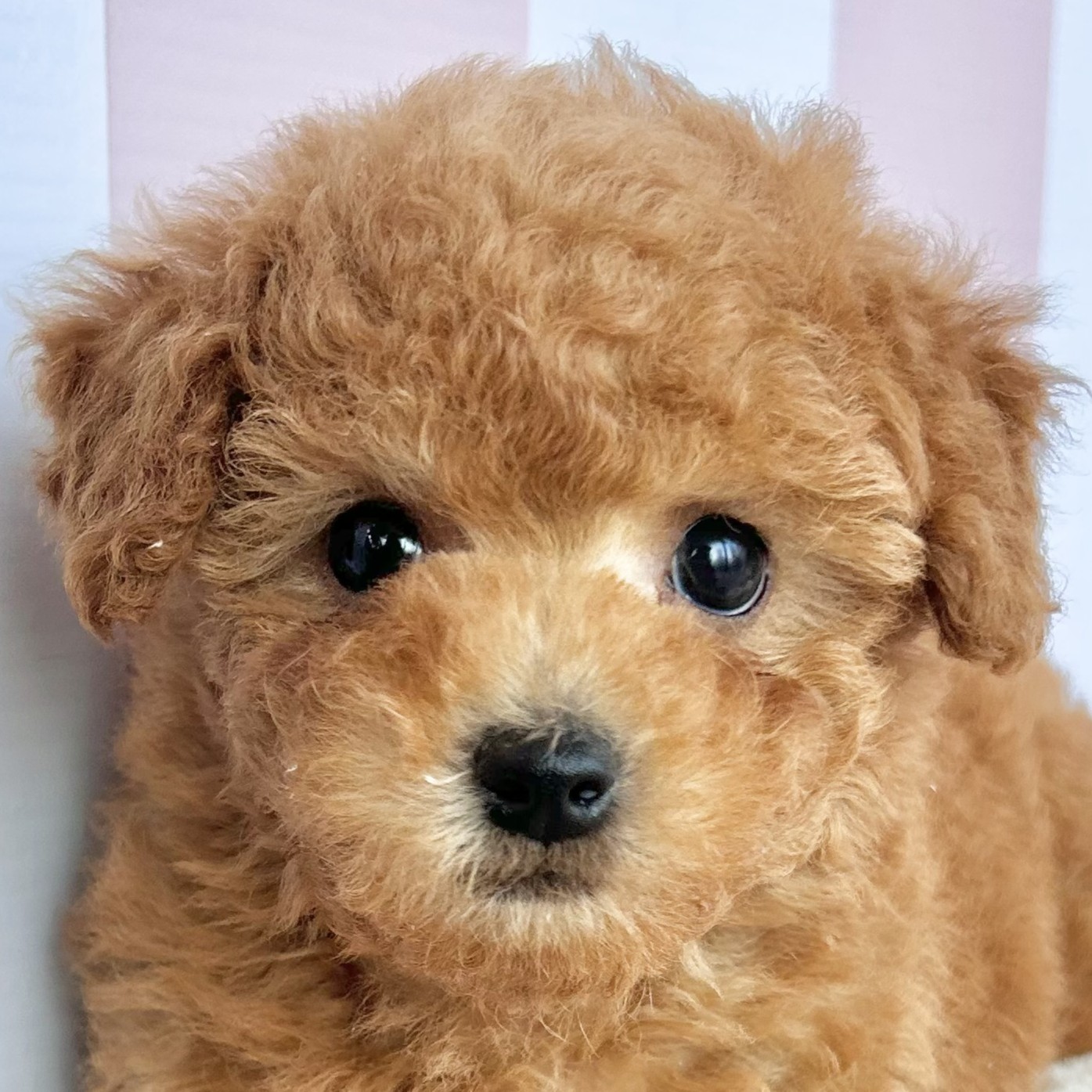 トイプードル男の子の写真