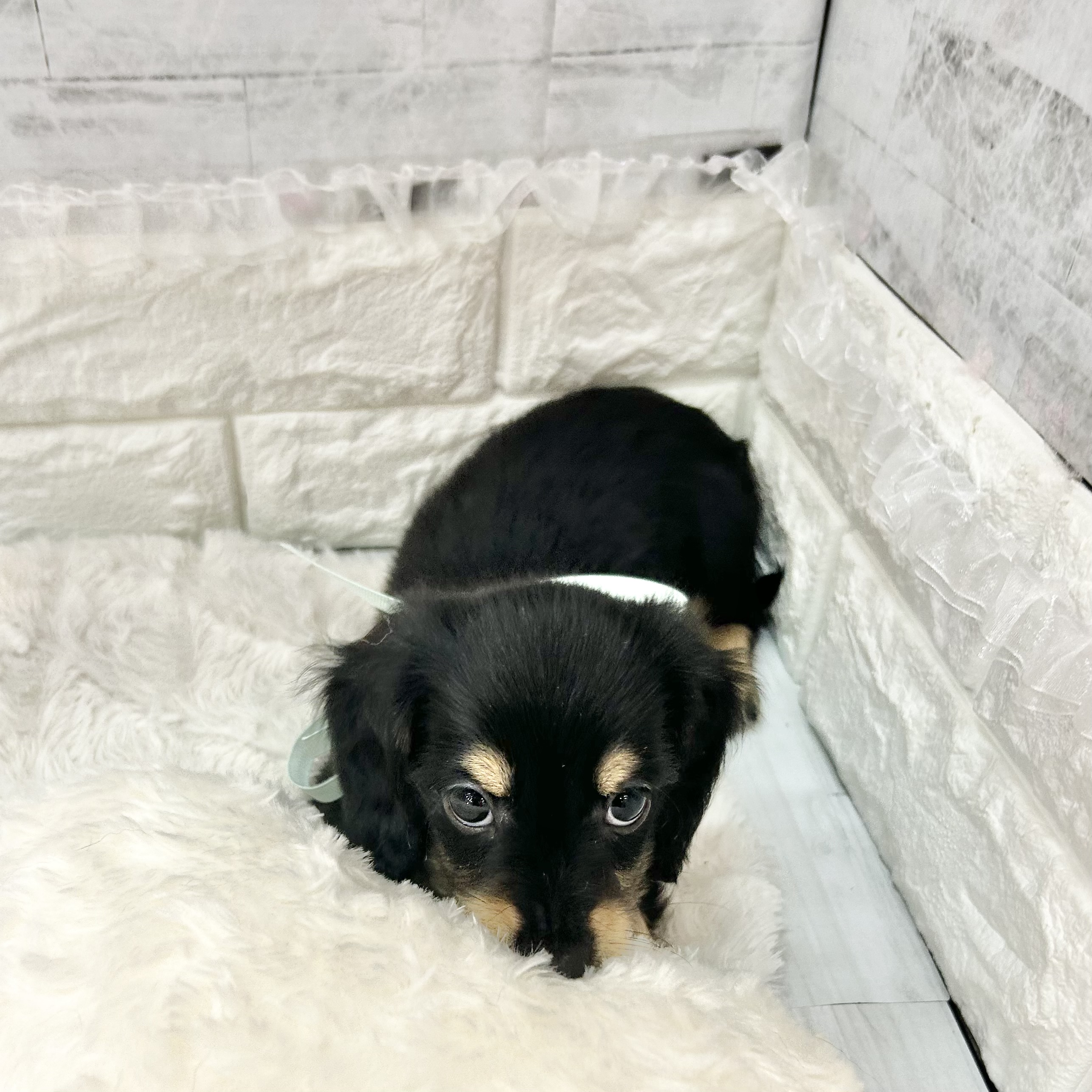 静岡県のミニチュアダックスフンド(ロング) (犬の家＆猫の里プレ葉ウォーク浜北店/2026年4月7日生まれ/男の子/ブラックタン)の子犬の2枚目の画像