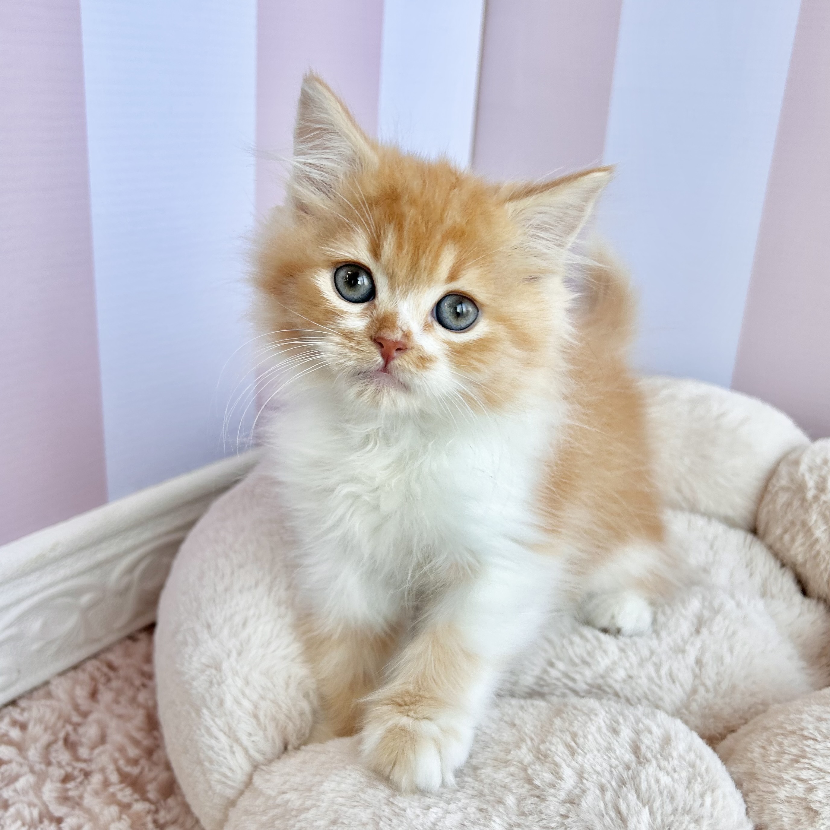 岡山県のスコティッシュフォールド (犬の家＆猫の里倉敷中庄店/2025年9月9日生まれ/男の子/レッドタビーホワイト)の子猫の2枚目の画像