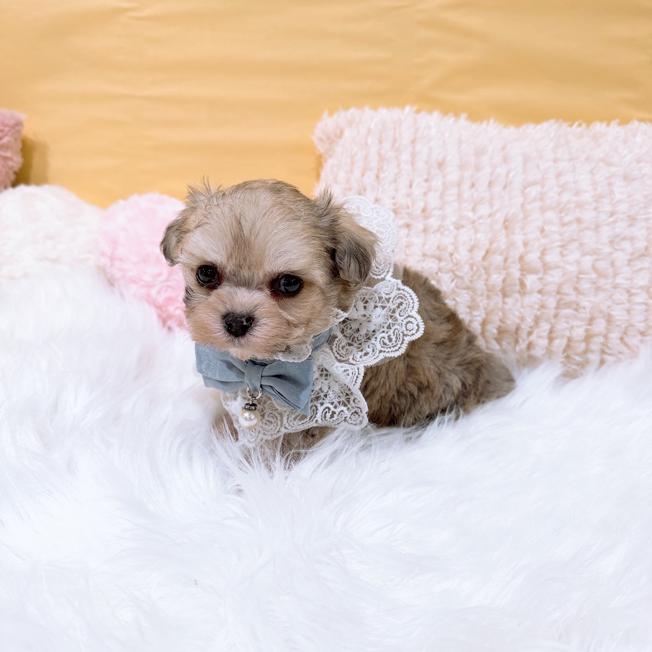 神奈川県のハーフ犬・ミックス犬 (犬の家＆猫の里元住吉ブレーメン通り店/2026年2月1日生まれ/男の子/フォーン)の子犬の2枚目の画像