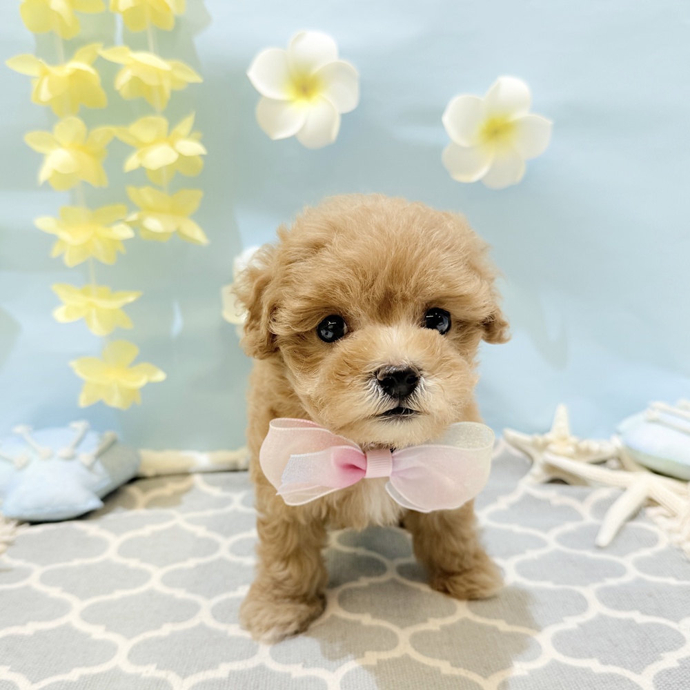 ハーフ犬女の子の写真