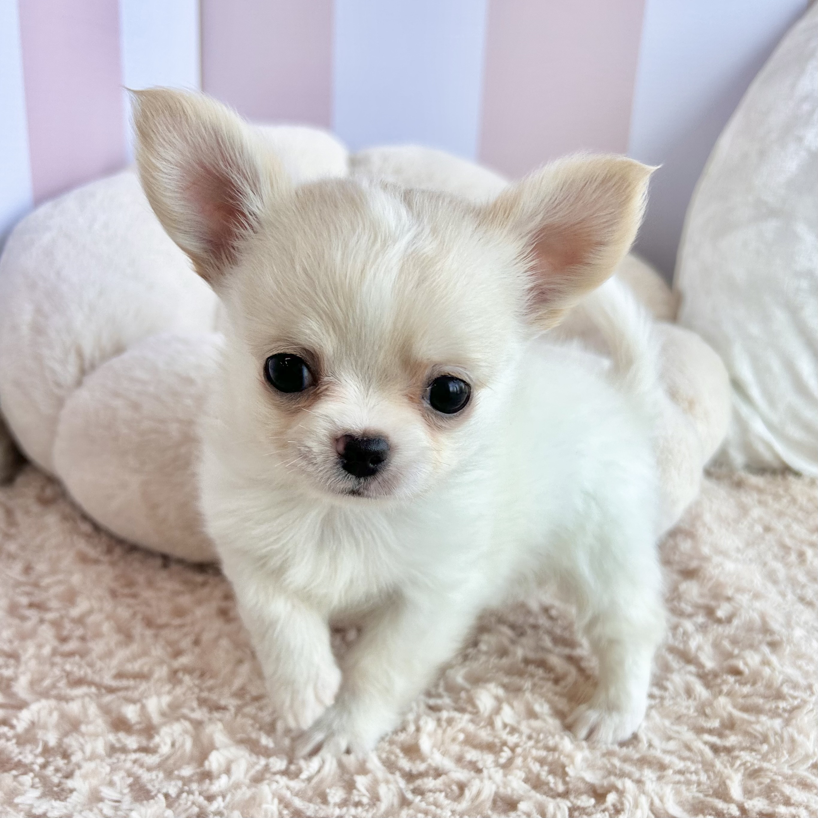 岡山県のチワワ(ロング) (犬の家＆猫の里倉敷中庄店/2025年9月15日生まれ/男の子/クリームホワイト)の子犬の1枚目の画像