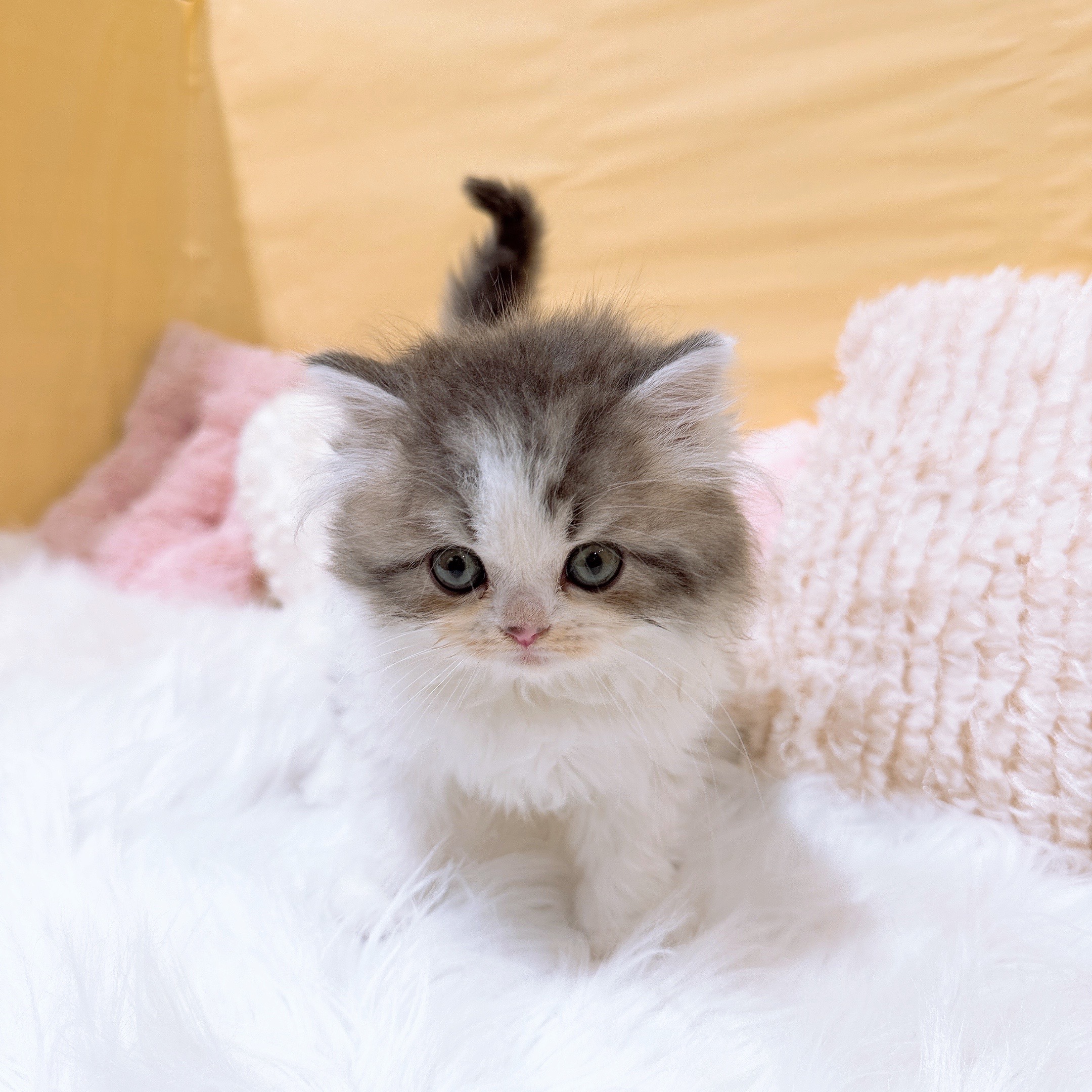 神奈川県のスコティッシュフォールド (犬の家＆猫の里元住吉ブレーメン通り店/2026年2月2日生まれ/男の子/ブルータビーホワイト)の子猫の2枚目の画像