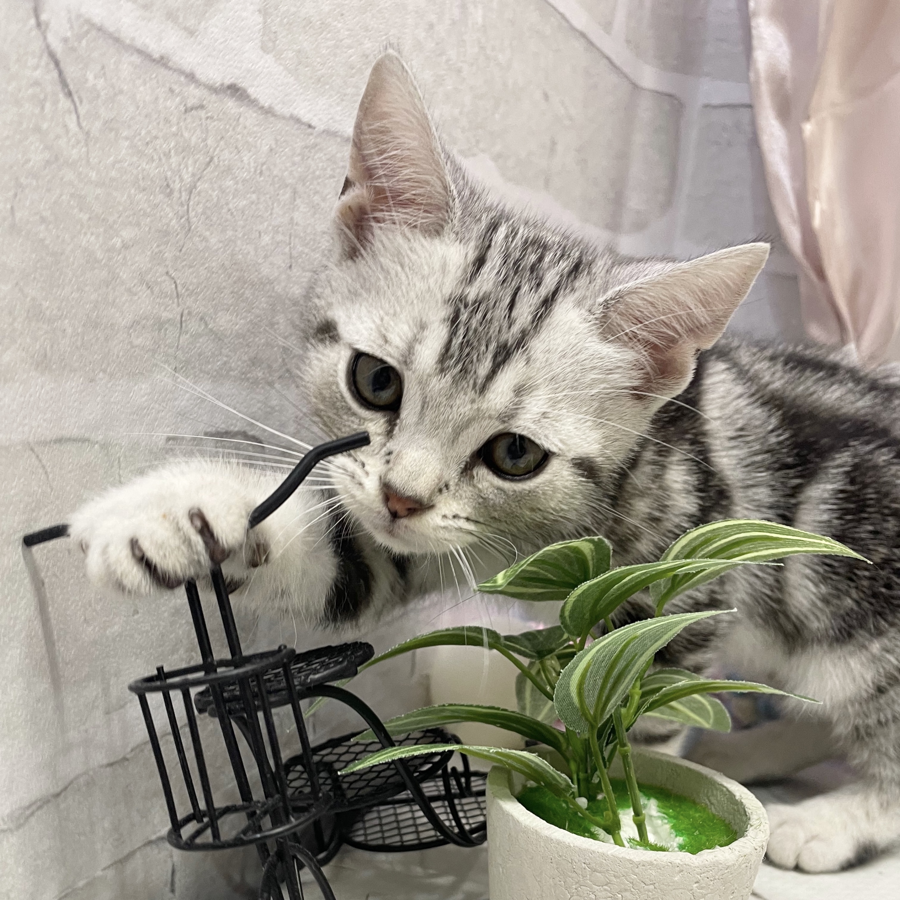 愛知県のアメリカンショートヘアー (犬の家＆猫の里岡崎店/2025年9月6日生まれ/男の子/シルバータビー)の子猫の2枚目の画像