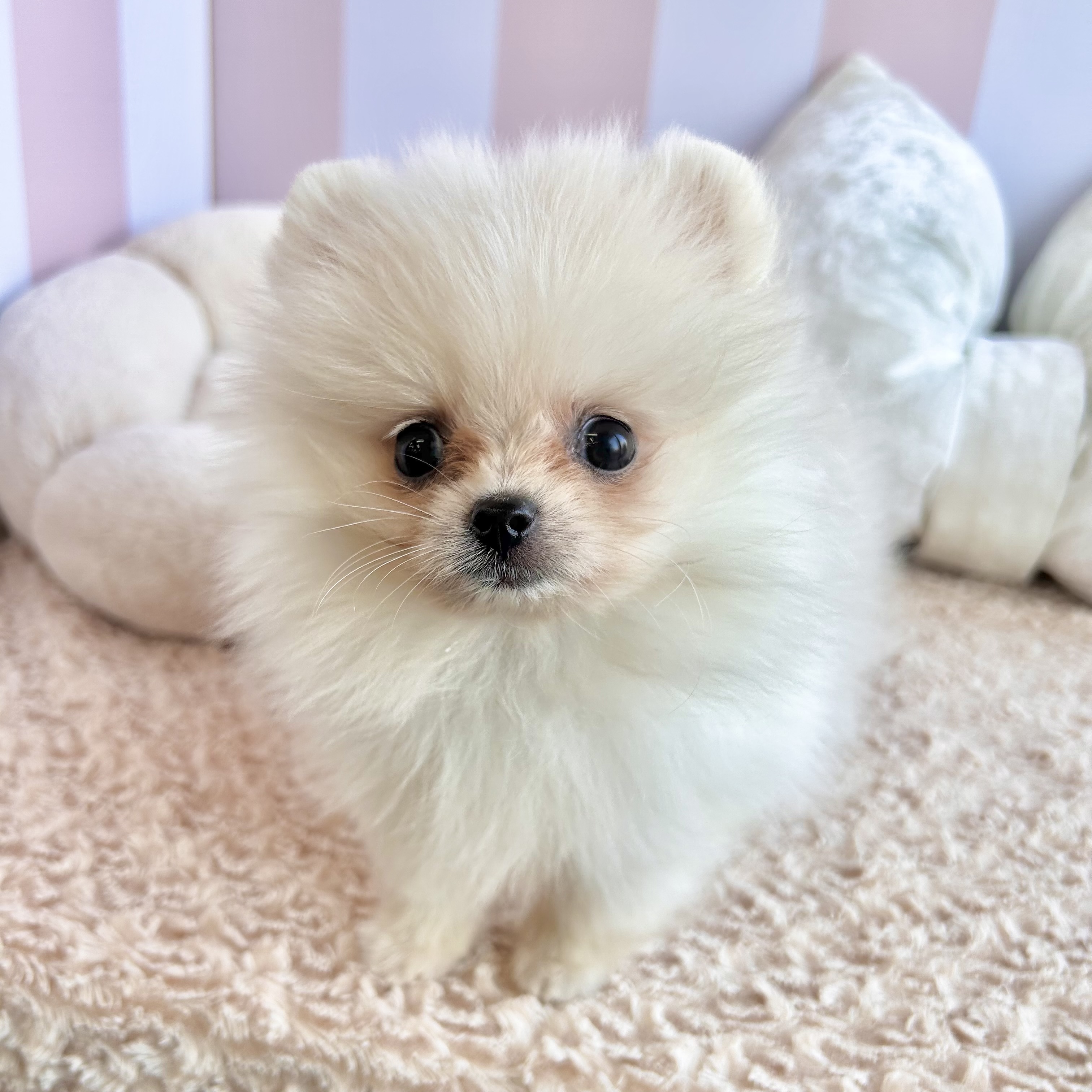 岡山県のポメラニアン (犬の家＆猫の里倉敷中庄店/2025年9月15日生まれ/男の子/クリーム)の子犬