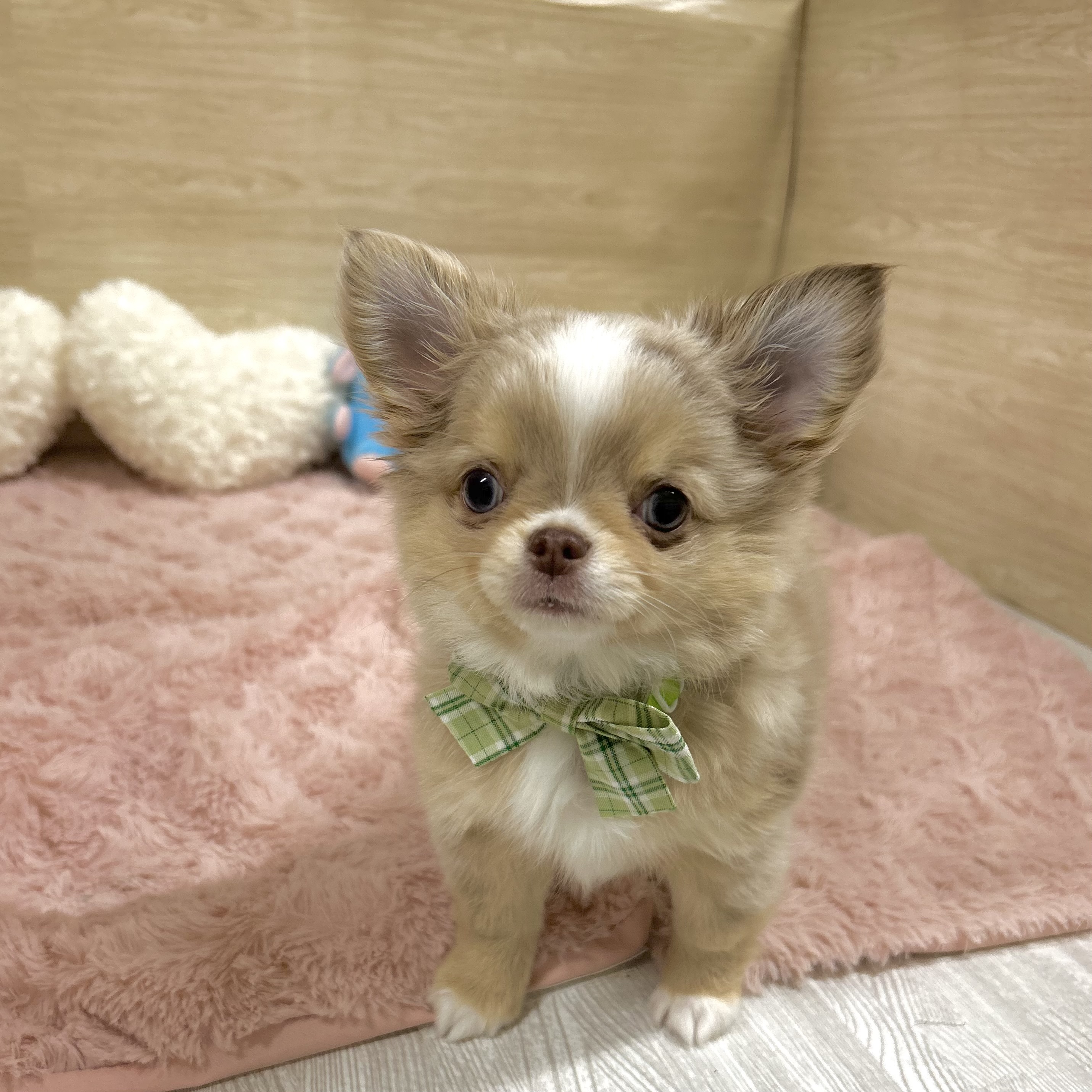 大阪府のチワワ(ロング) (犬の家＆猫の里そよら東岸和田店/2025年7月22日生まれ/男の子/チョコレートマールホワイト)の子犬の2枚目の画像