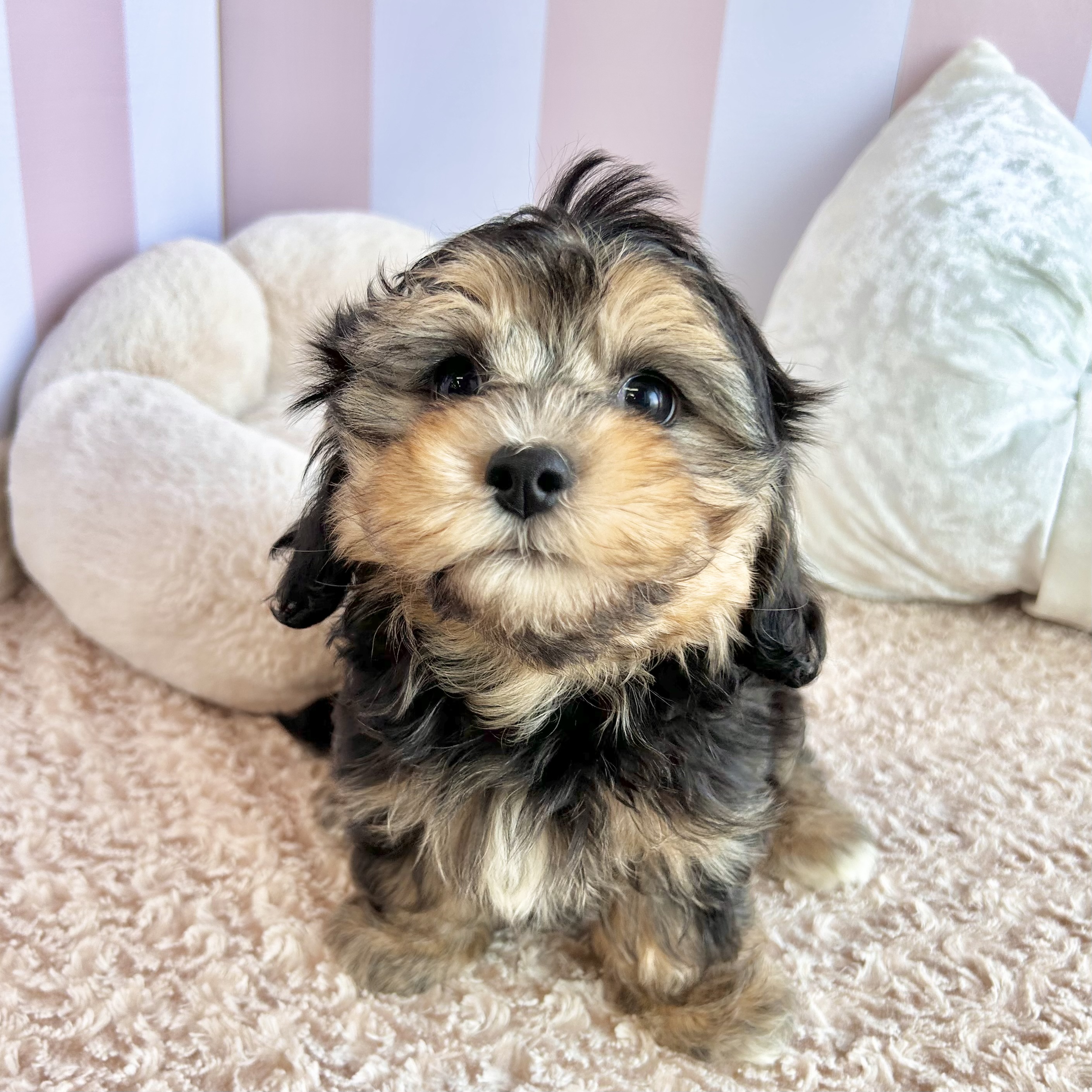 岡山県のマルックス(マルチーズ×ダックス) (犬の家＆猫の里倉敷中庄店/2025年9月3日生まれ/女の子/ブラックタン)の子犬の1枚目の画像