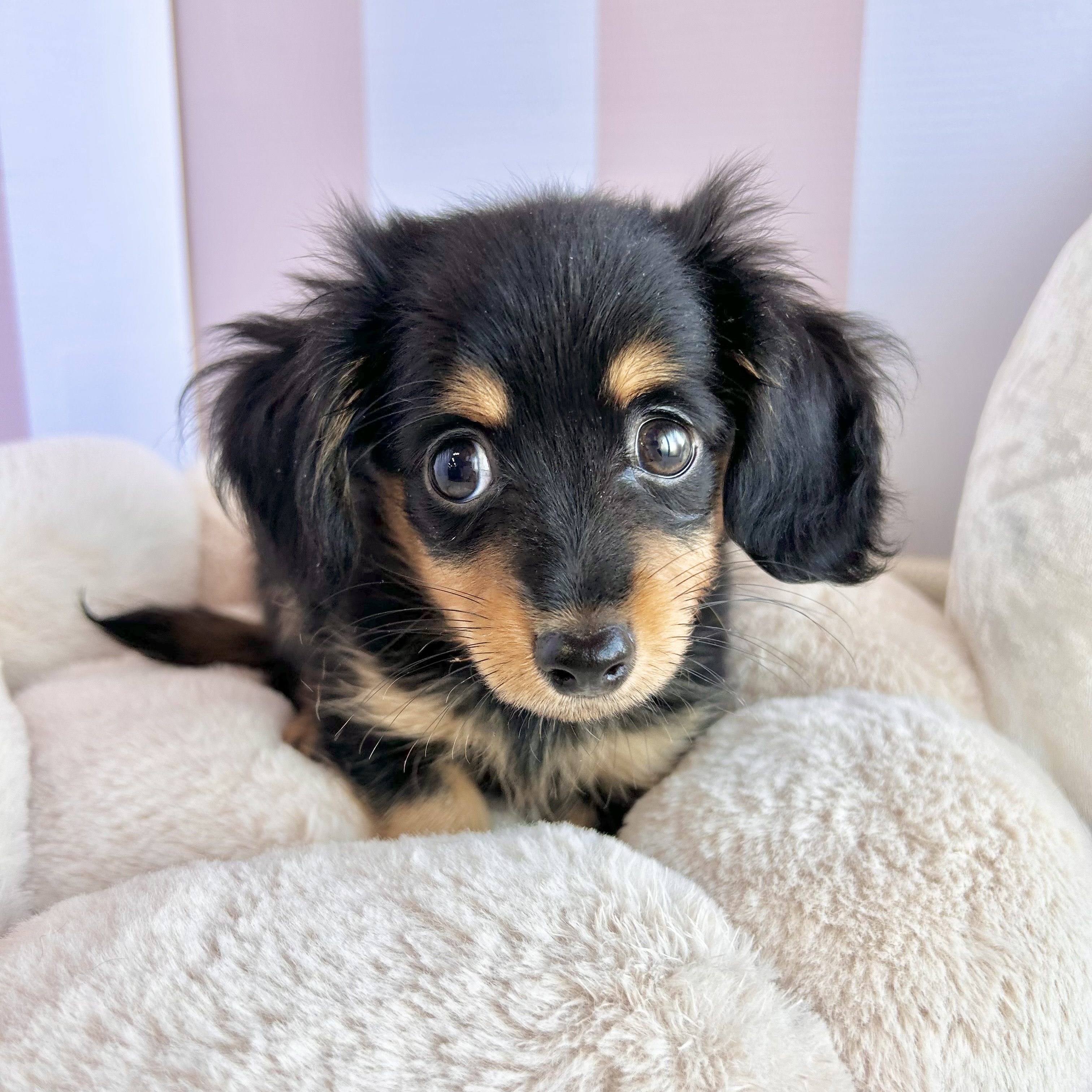 岡山県のチワックス(チワワ×ダックス) (犬の家＆猫の里倉敷中庄店/2025年9月15日生まれ/男の子/ブラックタン)の子犬の2枚目の画像