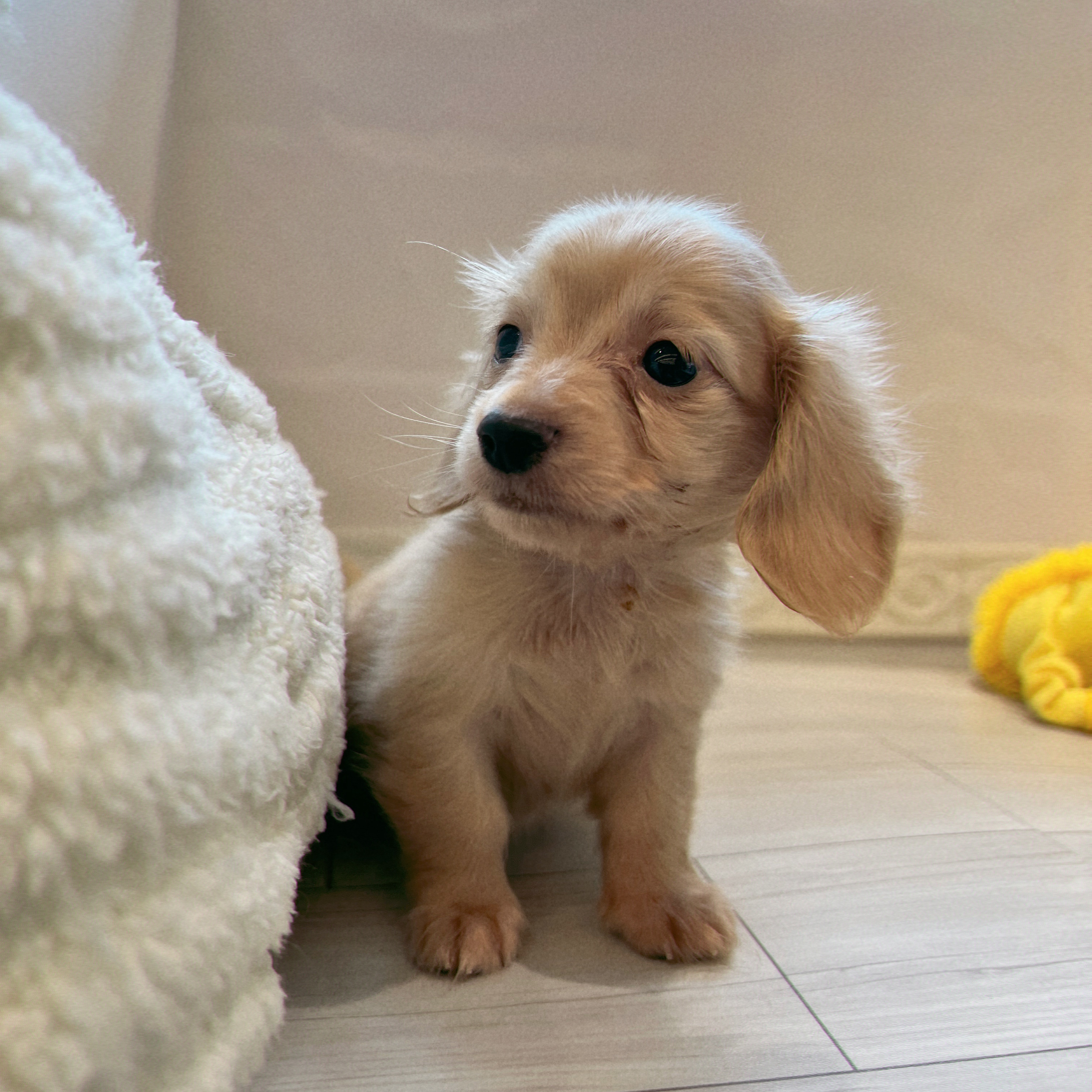 愛知県のカニンヘンダックスフンド(ロング) (犬の家＆猫の里春日井本店/2026年6月14日生まれ/男の子/イエロー)の子犬の2枚目の画像