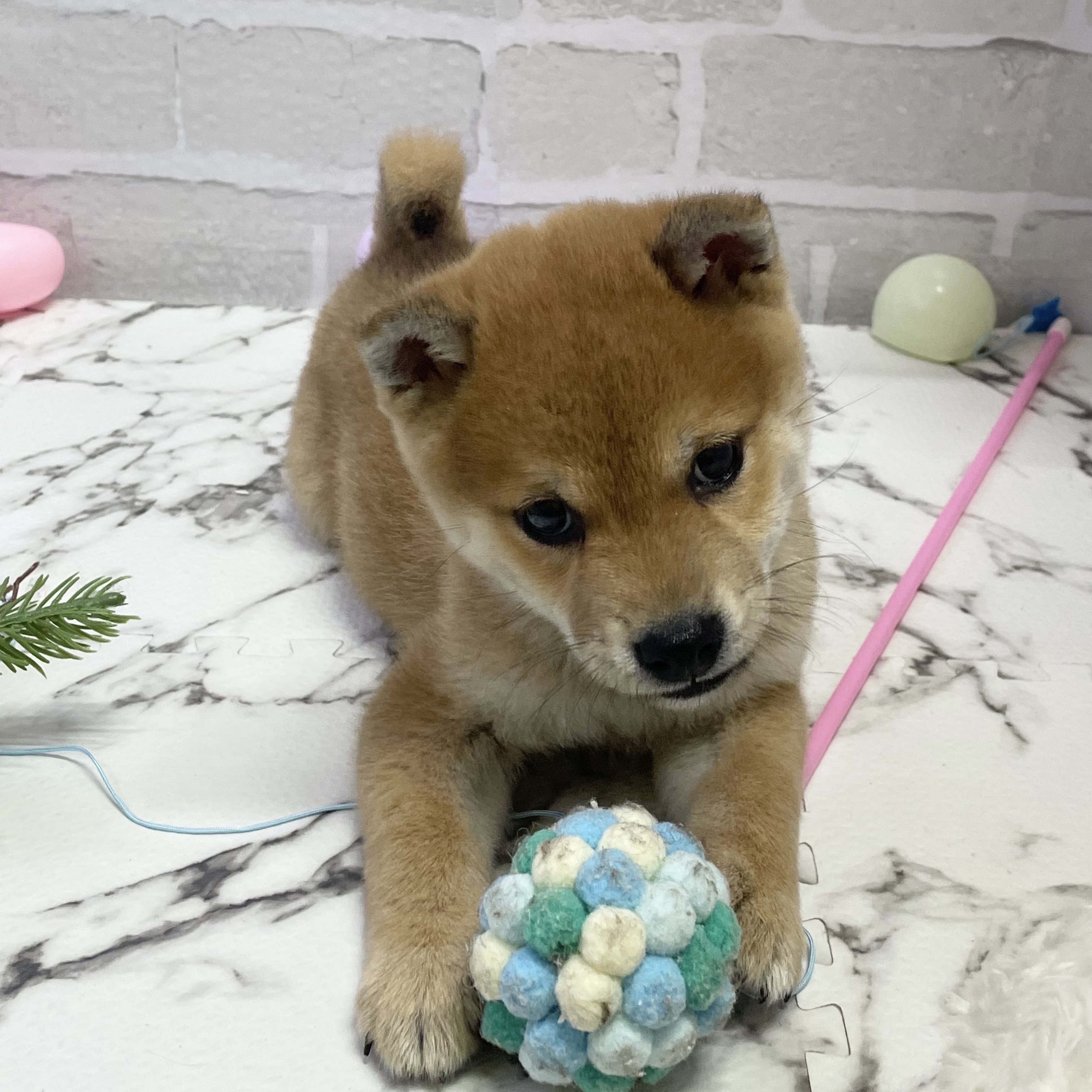 愛知県の柴犬(標準サイズ) (犬の家＆猫の里岡崎店/2025年9月13日生まれ/男の子/赤)の子犬の2枚目の画像