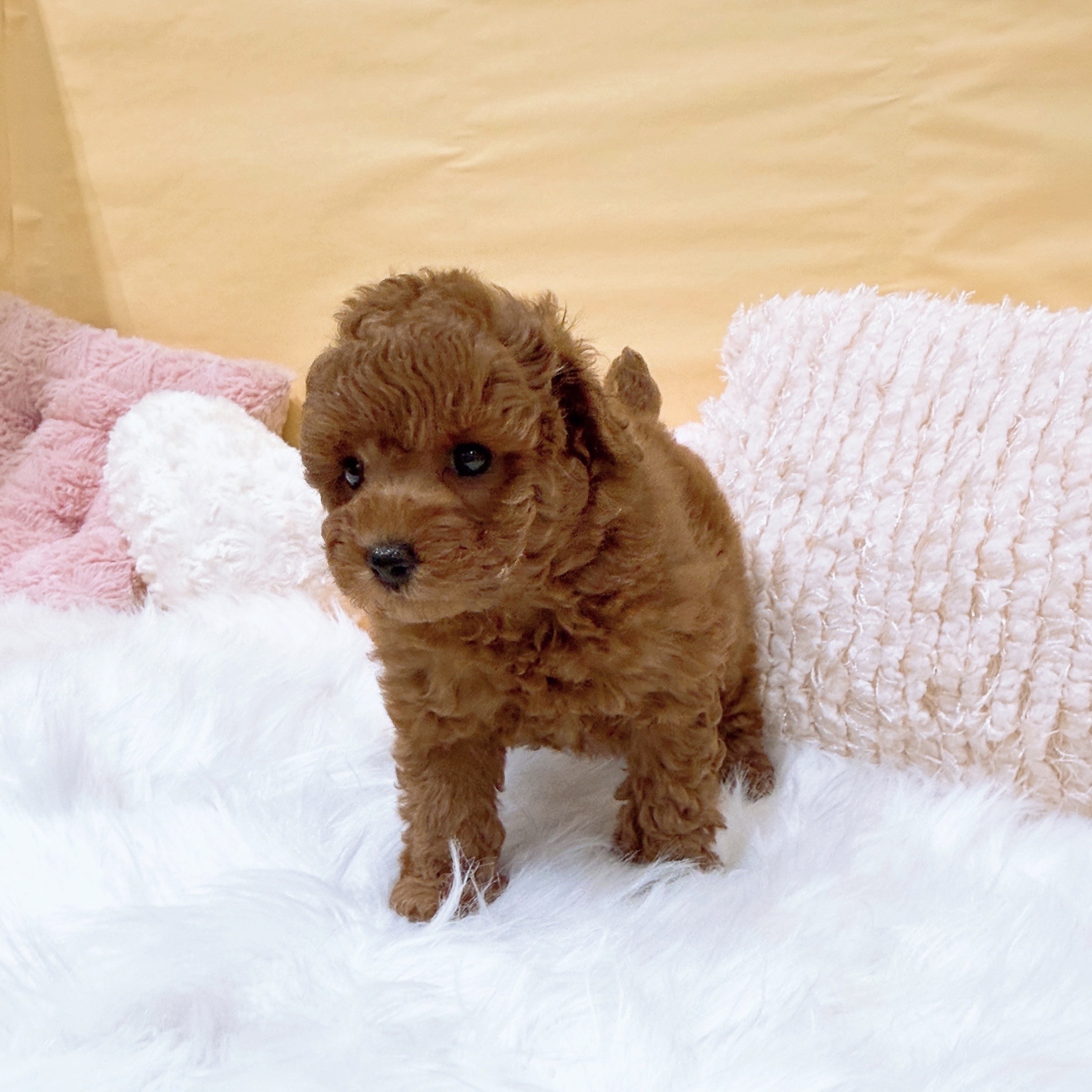 神奈川県のトイプードル(トイ) (犬の家＆猫の里元住吉ブレーメン通り店/2026年2月1日生まれ/女の子/レッド)の子犬の2枚目の画像