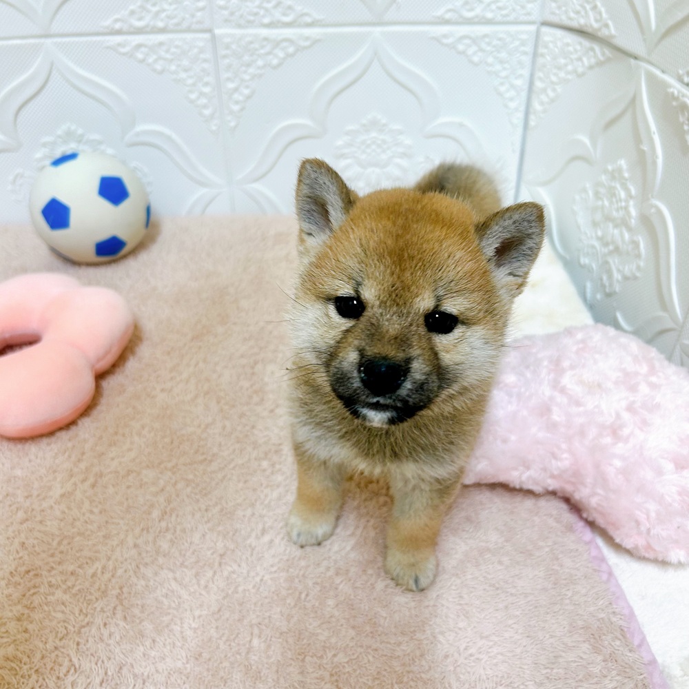 愛知県の柴犬(標準サイズ) (犬の家＆猫の里岡崎店/2026年3月28日生まれ/女の子/赤)の子犬の1枚目の画像