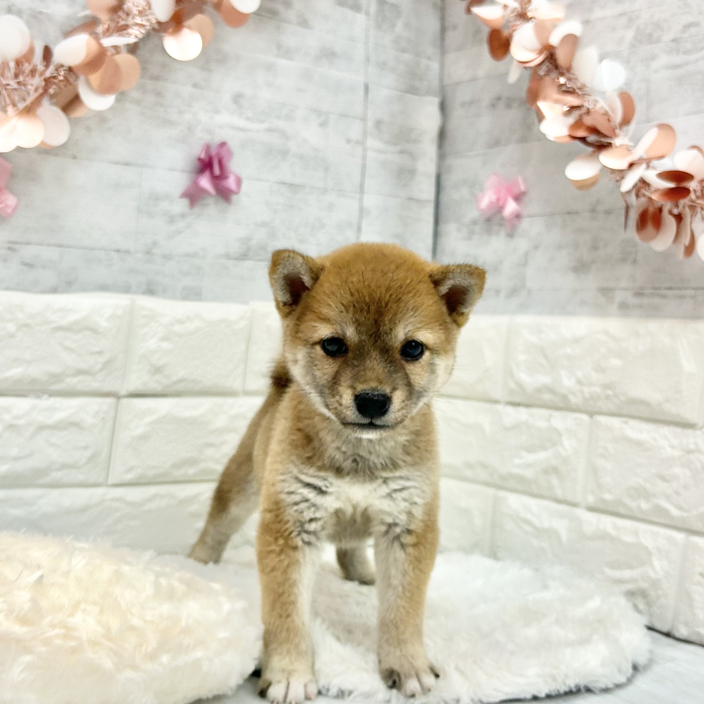静岡県の豆柴 (犬の家＆猫の里プレ葉ウォーク浜北店/2026年4月5日生まれ/女の子/赤)の子犬の2枚目の画像