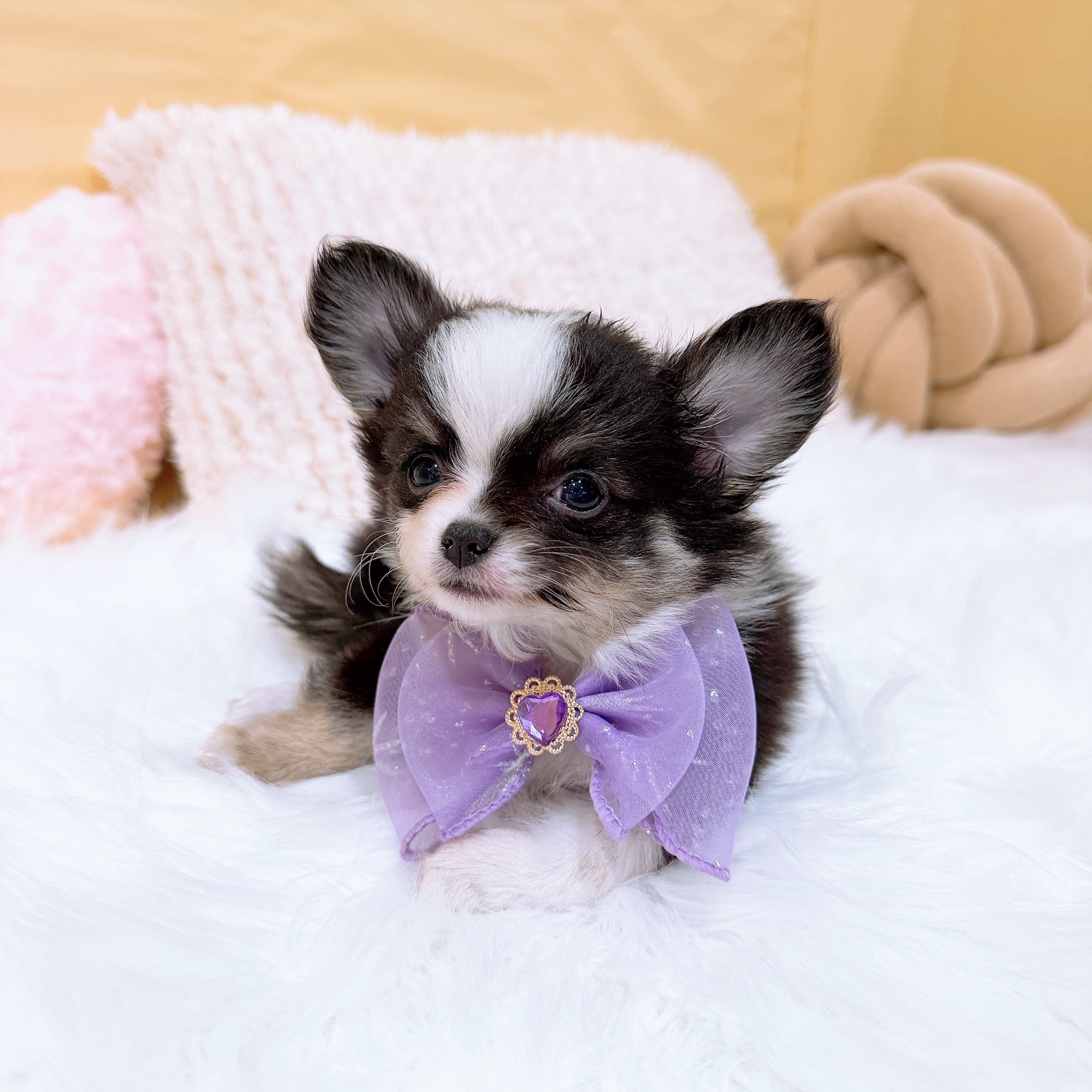 神奈川県のチワワ(ロング) (犬の家＆猫の里元住吉ブレーメン通り店/2026年2月1日生まれ/男の子/ブラックタンホワイト)の子犬の2枚目の画像