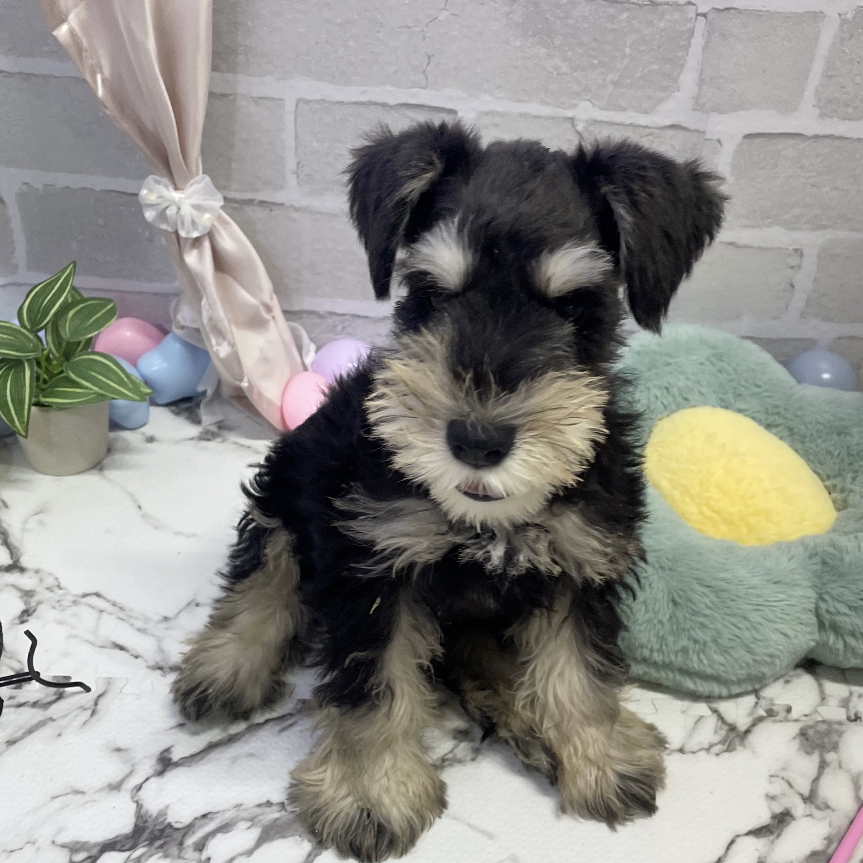 愛知県のミニチュアシュナウザー (犬の家＆猫の里岡崎店/2025年9月7日生まれ/男の子/ブラックシルバー)の子犬の2枚目の画像