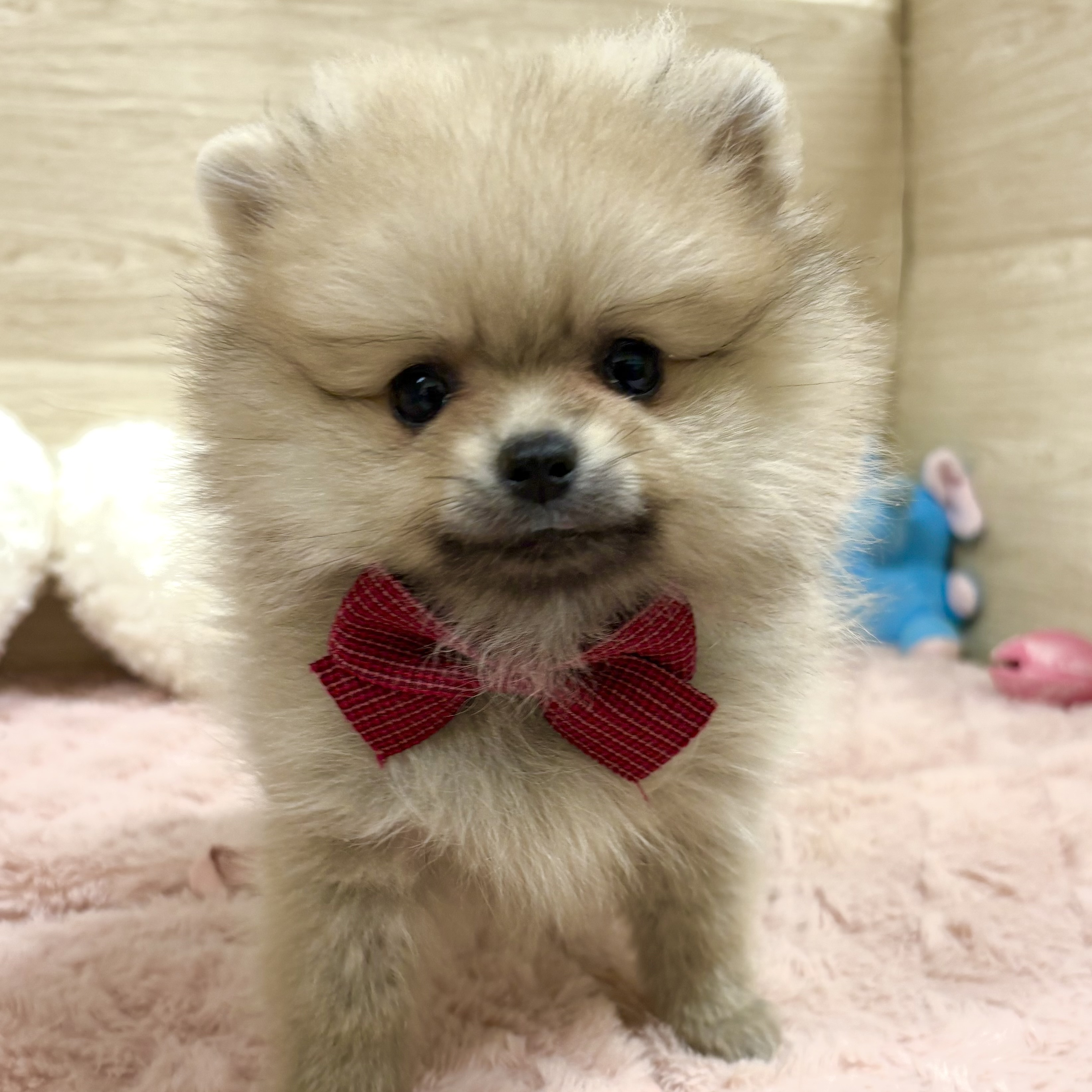 大阪府のポメラニアン (犬の家＆猫の里そよら東岸和田店/2025年9月19日生まれ/女の子/クリームセーブル)の子犬の2枚目の画像