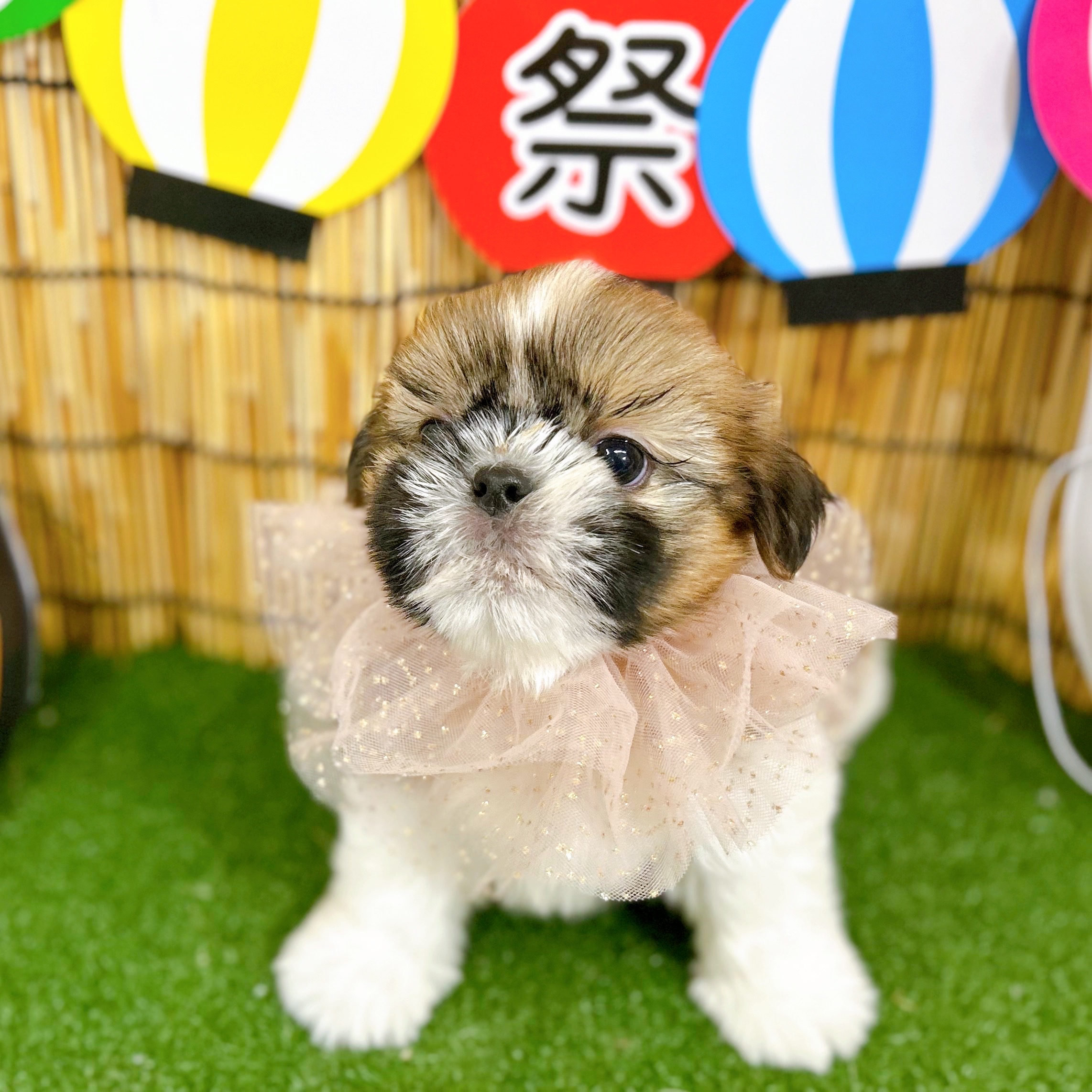 神奈川県のシーズー (犬の家＆猫の里小田原店/2025年6月13日生まれ/男の子/ゴールドホワイト)の子犬の2枚目の画像