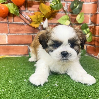 神奈川県のシーズー (犬の家＆猫の里小田原店/2025年9月22日生まれ/男の子/ホワイトゴールド)の子犬の2枚目の画像