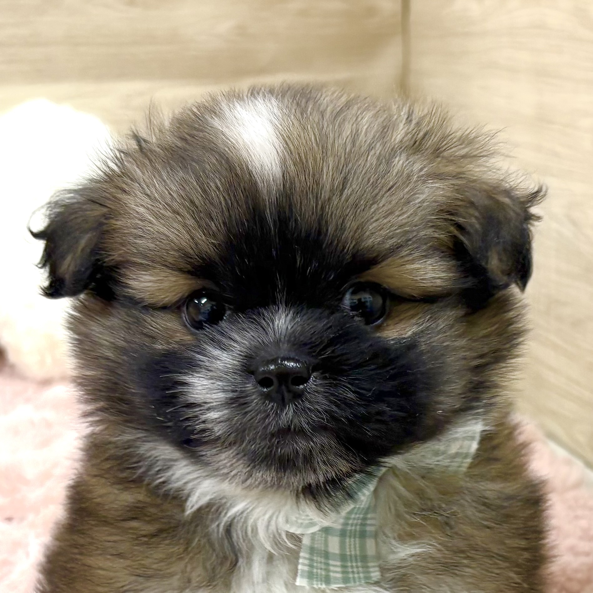 大阪府のポメズー/ポメシーズ(ポメラニアン×シーズー) (犬の家＆猫の里そよら東岸和田店/2025年9月20日生まれ/男の子/レッドホワイト)の子犬の1枚目の画像