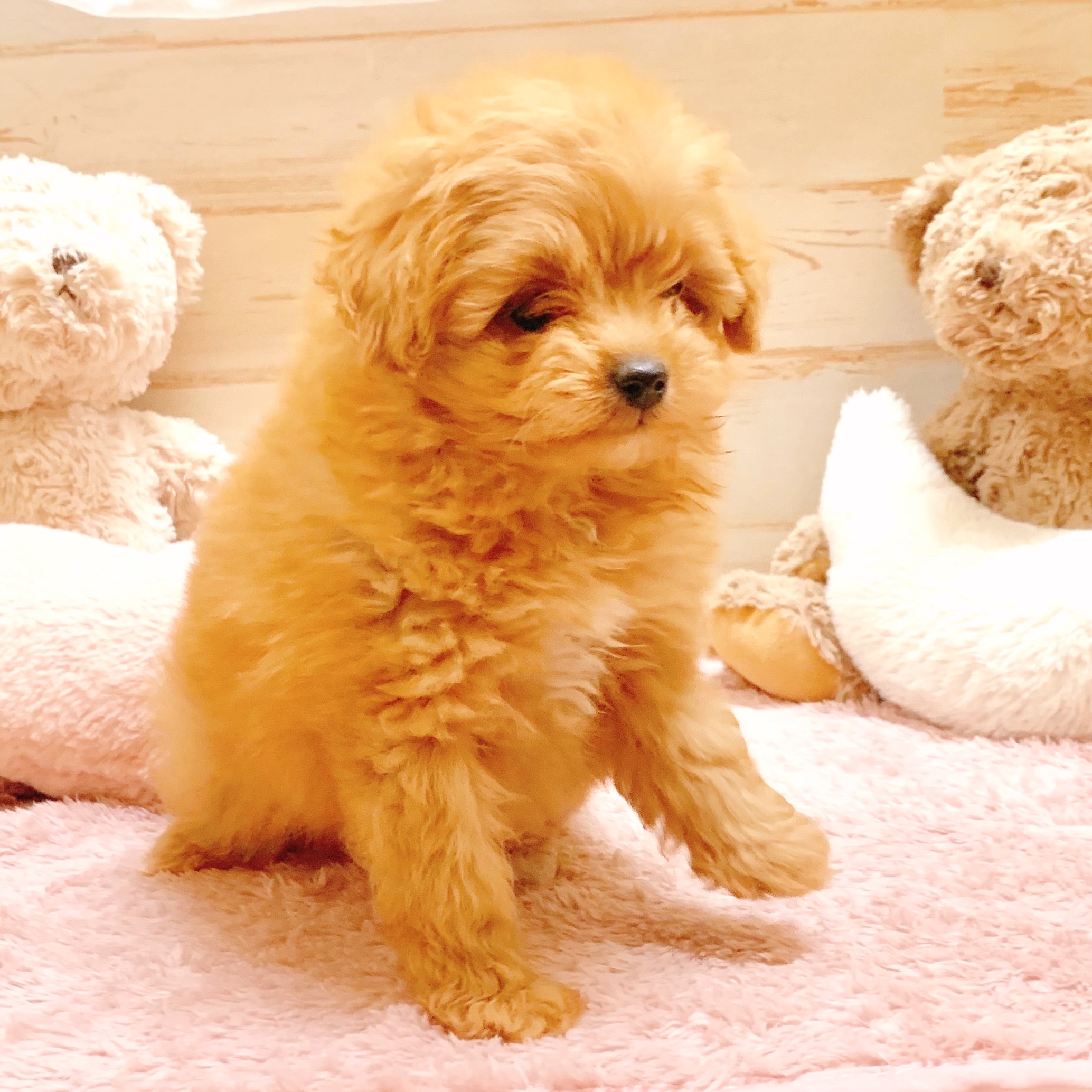 兵庫県のポメプー(ポメラニアン×プードル) (犬の家＆猫の里神戸店/2025年10月23日生まれ/女の子/アプリコット)の子犬の2枚目の画像