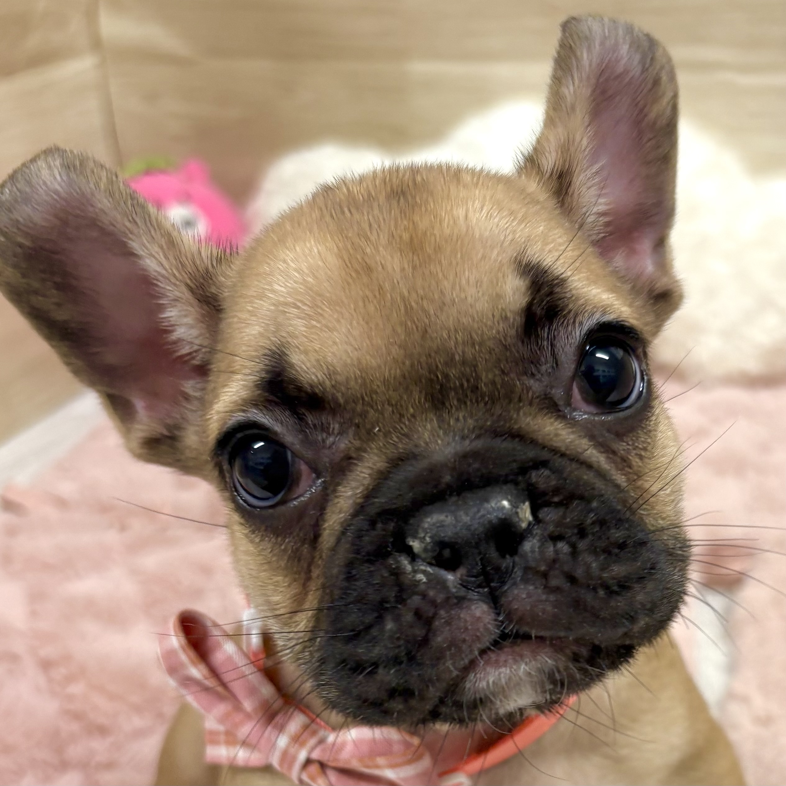 大阪府のフレンチブルドッグ (犬の家＆猫の里そよら東岸和田店/2025年9月17日生まれ/女の子/フォーン)の子犬の1枚目の画像