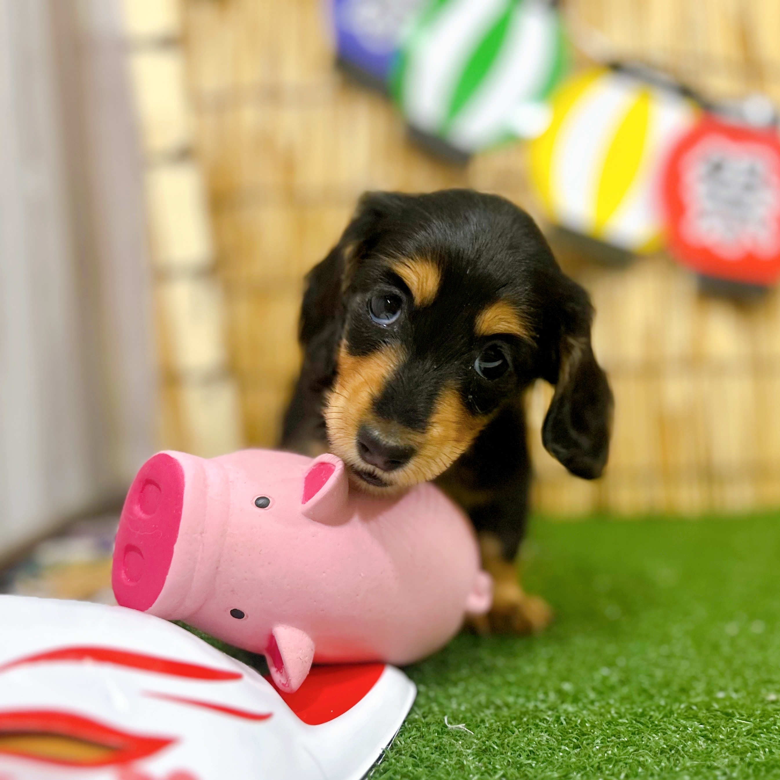 神奈川県のミニチュアダックスフンド(ロング) (犬の家＆猫の里小田原店/2025年6月15日生まれ/女の子/ブラックタン)の子犬の2枚目の画像