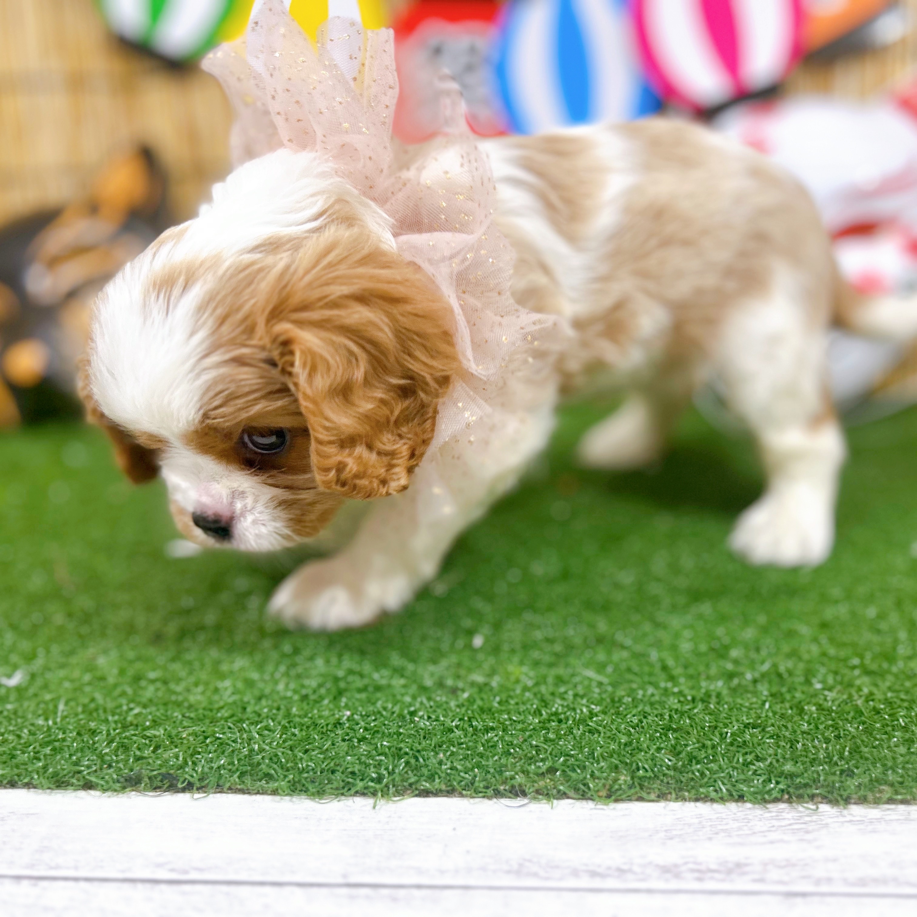 神奈川県のキャバリアキングチャールズスパニエル (犬の家＆猫の里小田原店/2025年6月16日生まれ/女の子/ブレンハイム)の子犬の2枚目の画像
