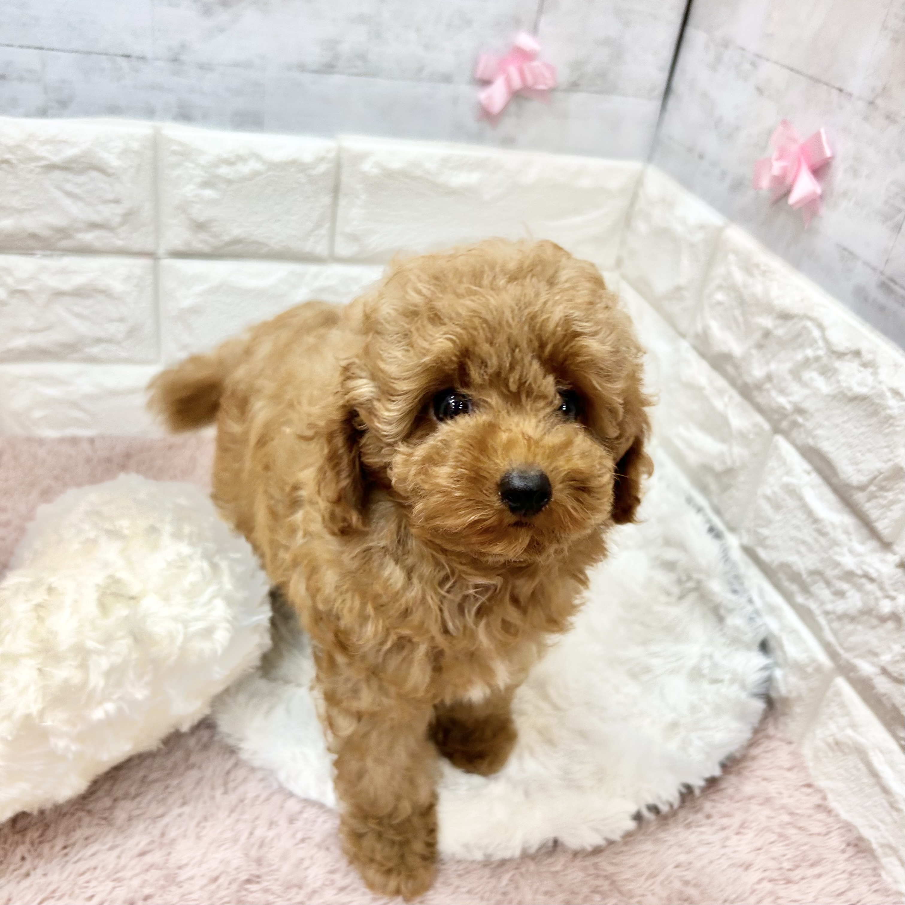 静岡県のトイプードル(トイ) (犬の家＆猫の里プレ葉ウォーク浜北店/2026年3月21日生まれ/女の子/レッド)の子犬の1枚目の画像
