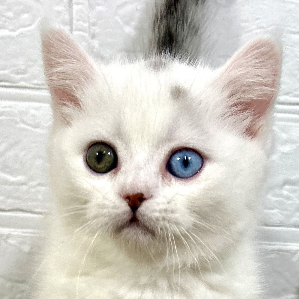 ミヌエット男の子の写真