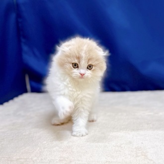 愛知県のスコティッシュフォールド (犬の家＆猫の里一宮店/2025年10月23日生まれ/男の子/クリームタビーホワイト)の子猫の2枚目の画像