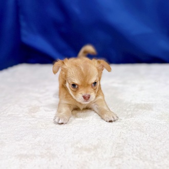 愛知県のチワワ(ロング) (犬の家＆猫の里一宮店/2025年10月29日生まれ/女の子/レッド)の子犬の2枚目の画像