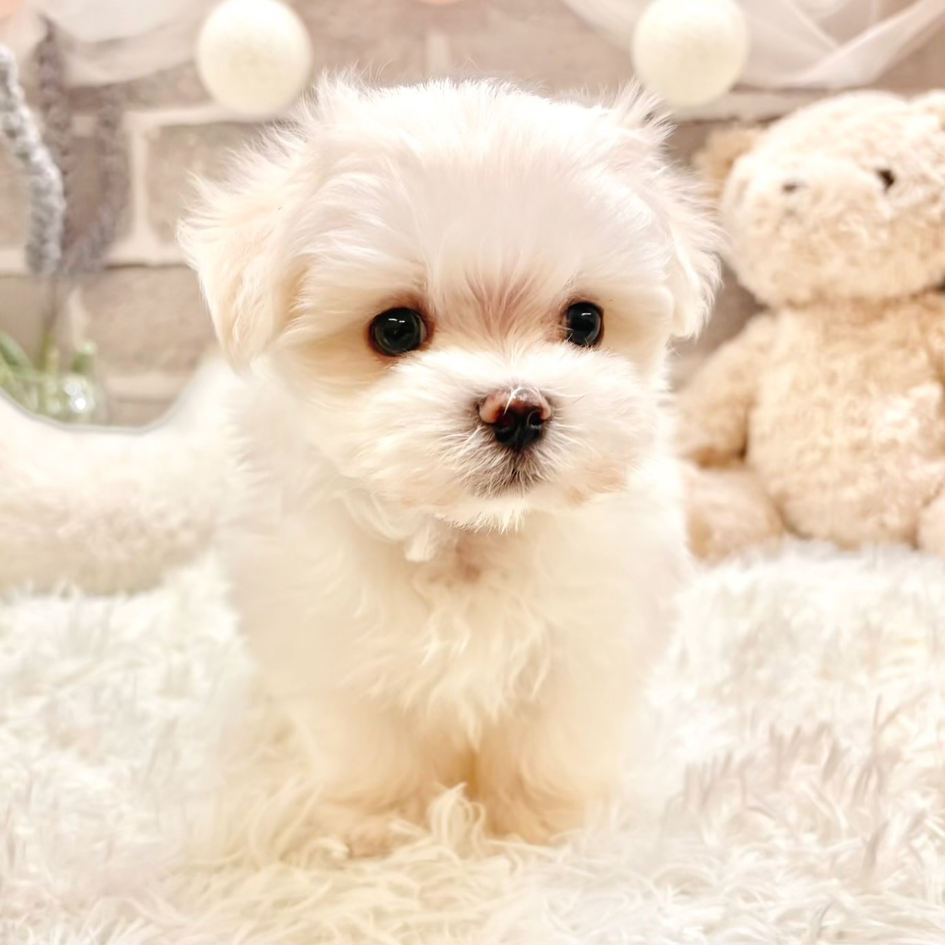 兵庫県のマルチーズ (犬の家＆猫の里神戸店/2026年2月26日生まれ/男の子/ホワイト)の子犬の2枚目の画像