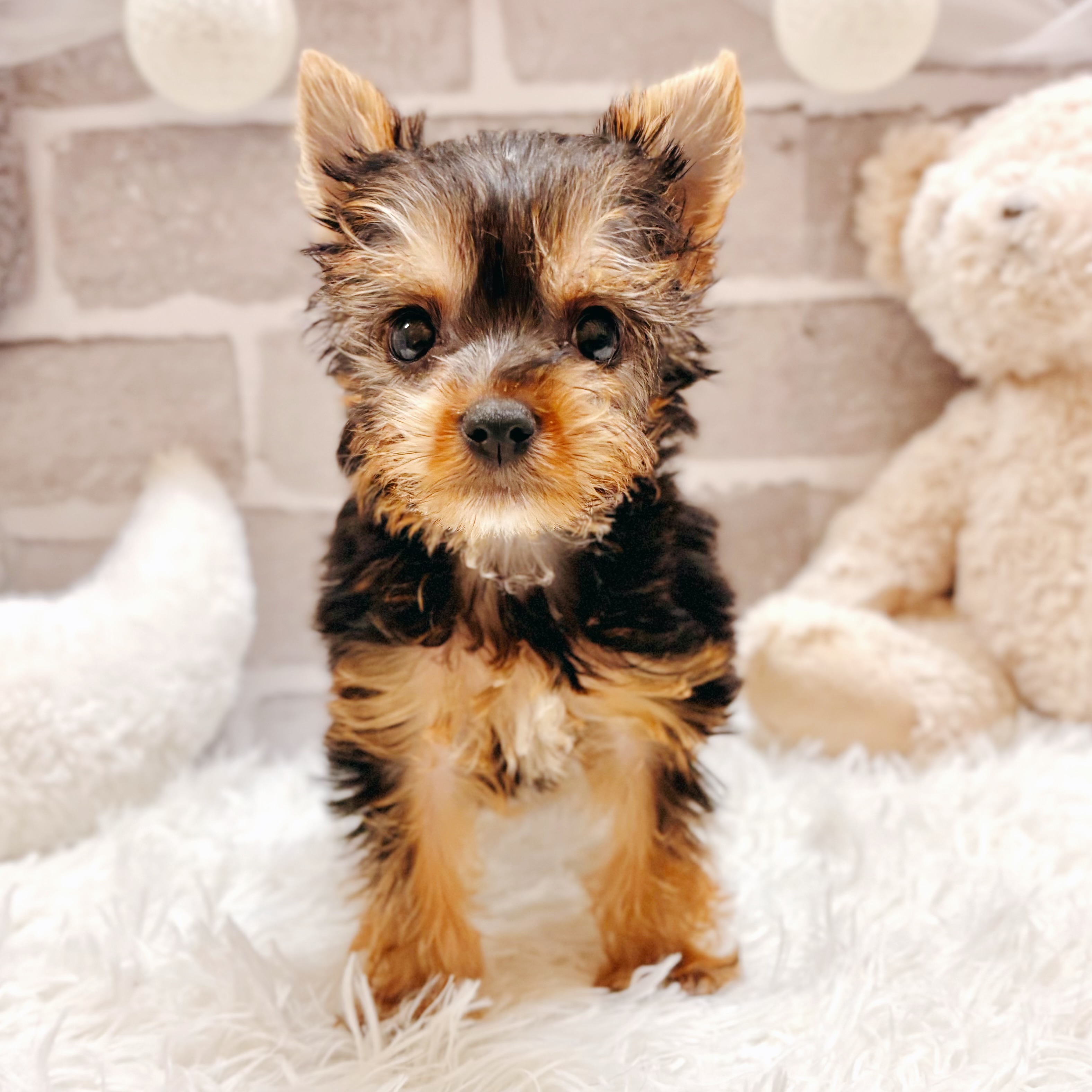 兵庫県のヨークシャーテリア (犬の家＆猫の里神戸店/2026年2月27日生まれ/男の子/スチールブルータン)の子犬の2枚目の画像