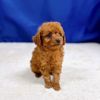 愛知県のトイプードル(トイ) (犬の家＆猫の里一宮店/2025年10月29日生まれ/男の子/レッドフォーン)の子犬の2枚目の画像