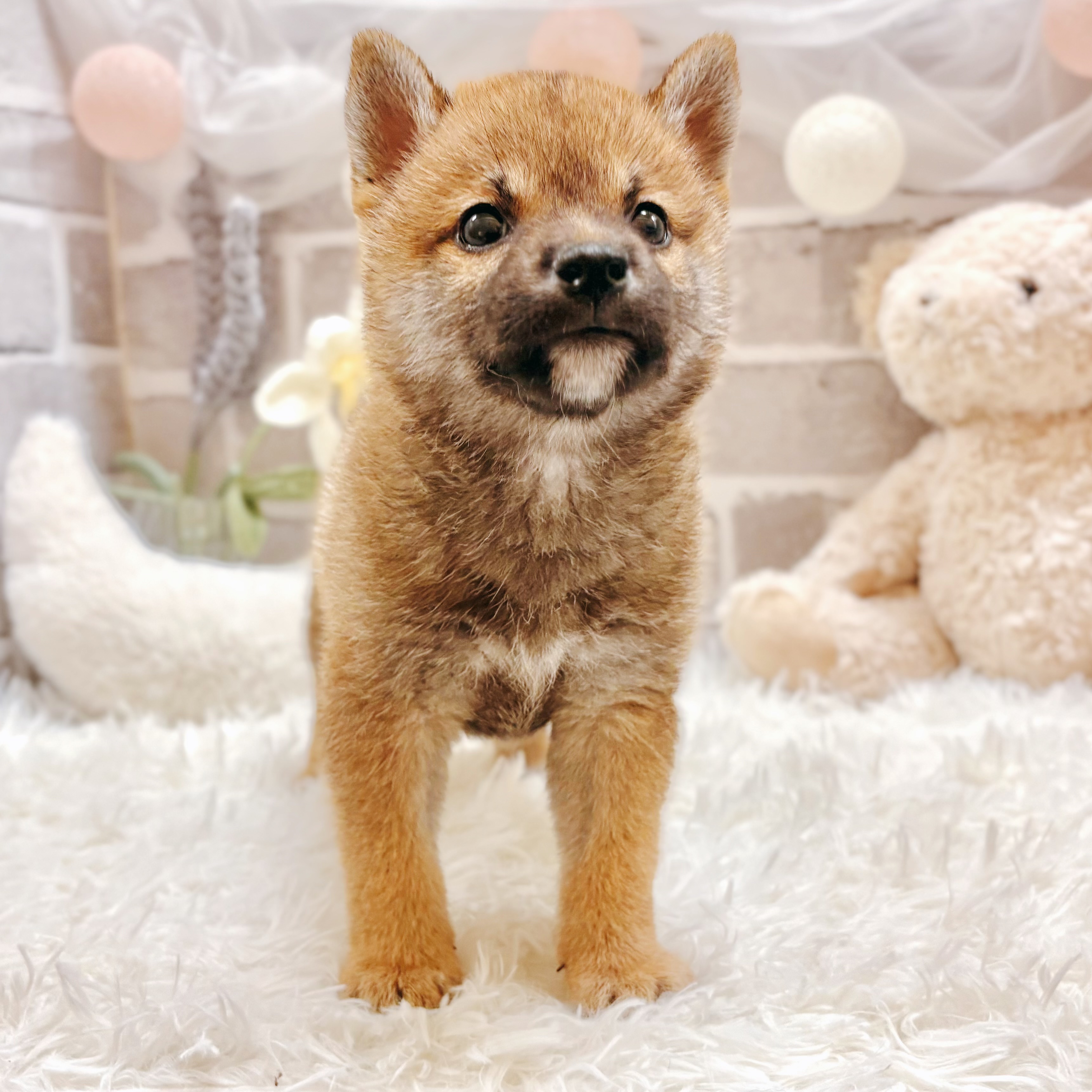 兵庫県の柴犬(標準サイズ) (犬の家＆猫の里神戸店/2026年2月28日生まれ/女の子/赤)の子犬の2枚目の画像