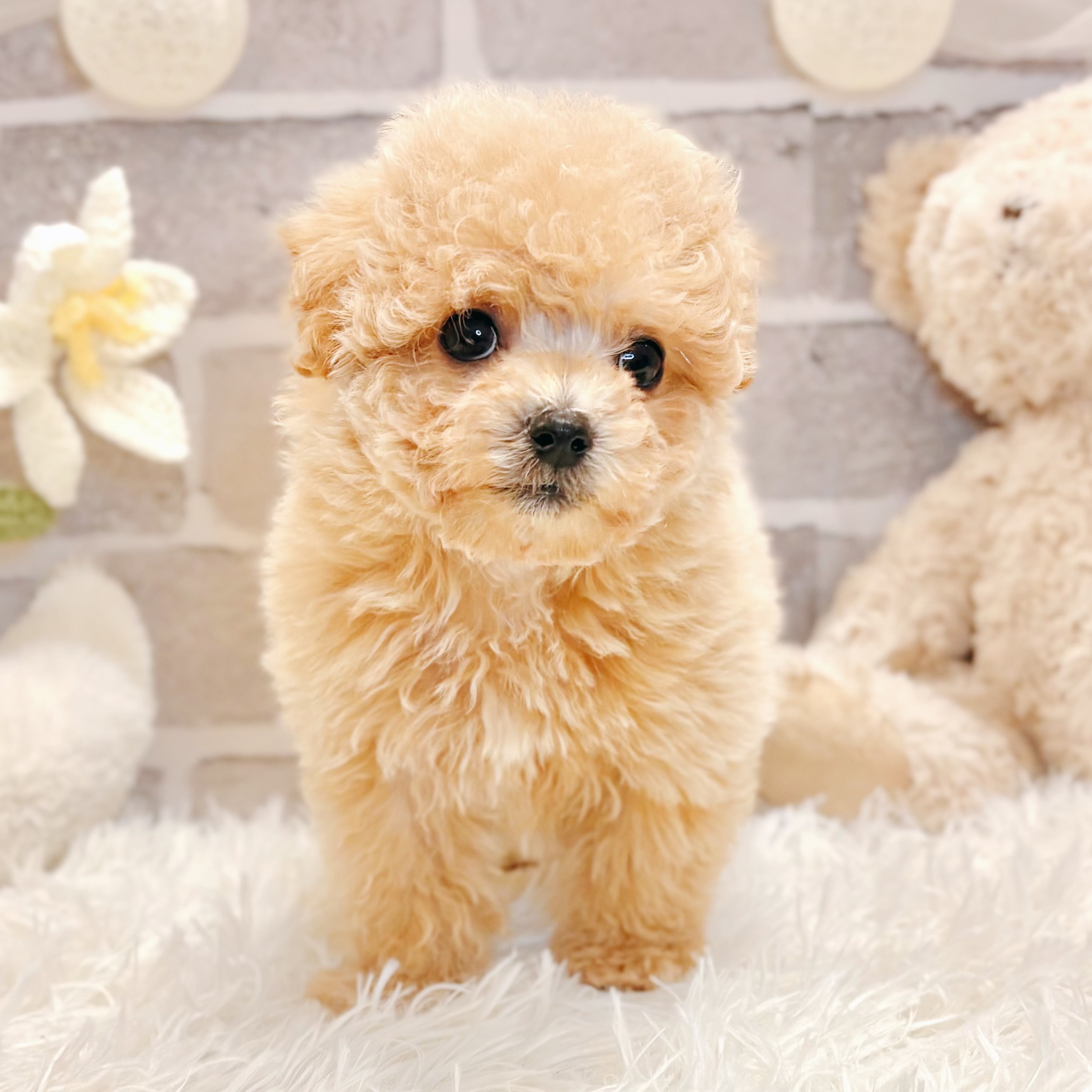 兵庫県のマルプー(マルチーズ×プードル) (犬の家＆猫の里神戸店/2026年3月1日生まれ/女の子/クリーム)の子犬の2枚目の画像