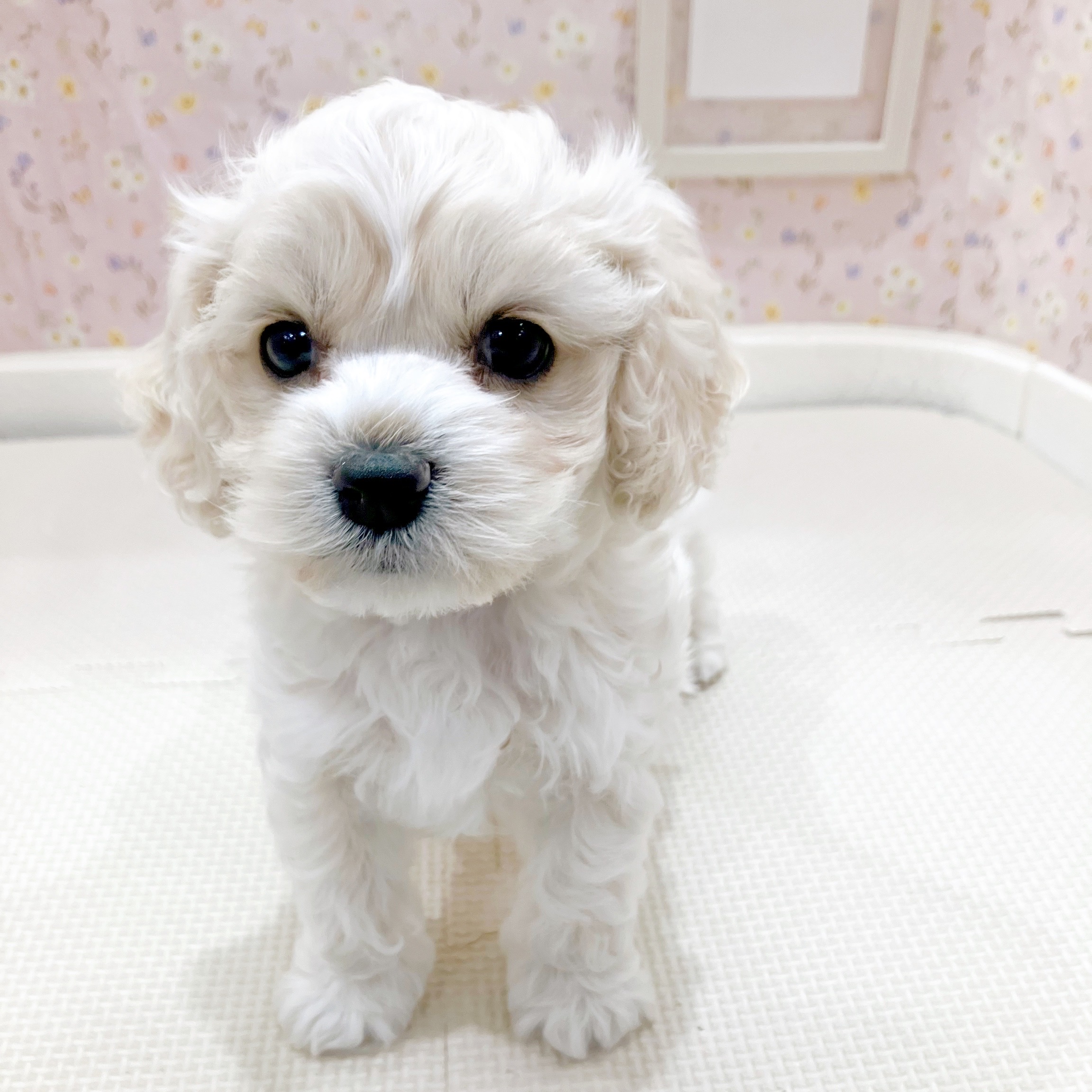 石川県のハーフ犬・ミックス犬 (犬の家＆猫の里金沢店/2025年10月10日生まれ/男の子/クリームホワイト)の子犬の2枚目の画像