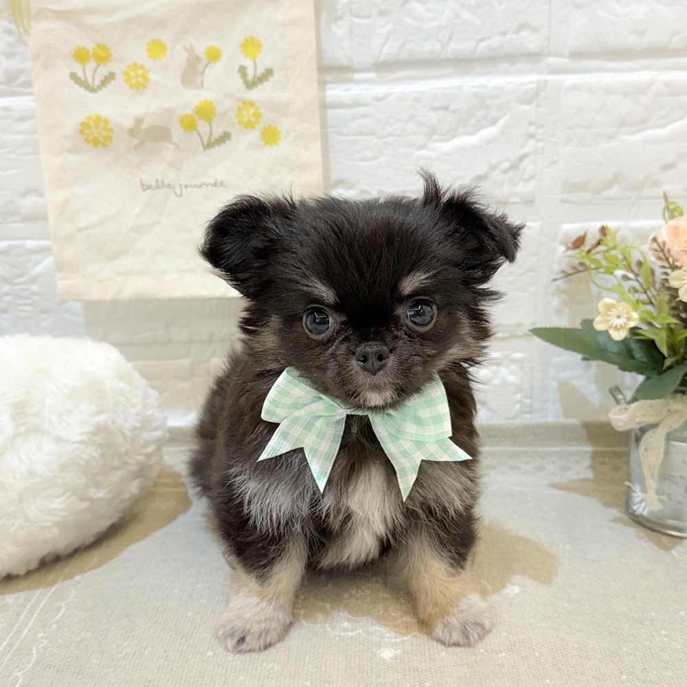 静岡県のチワワ(ロング) (犬の家＆猫の里富士店/2025年6月11日生まれ/男の子/ブラックタン)の子犬