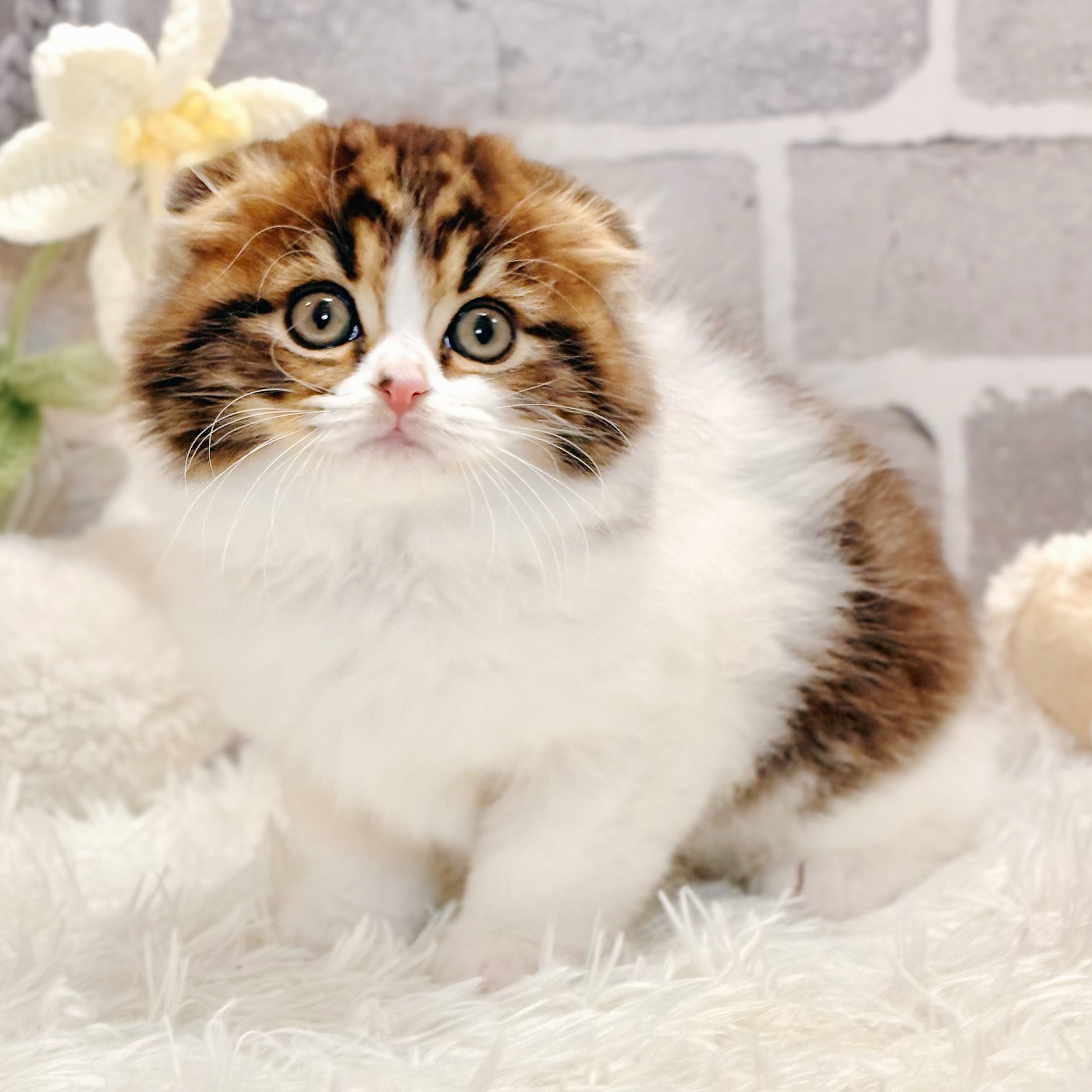 兵庫県のスコティッシュフォールド (犬の家＆猫の里神戸店/2026年3月1日生まれ/男の子/ブラウンタビーホワイト)の子猫の2枚目の画像