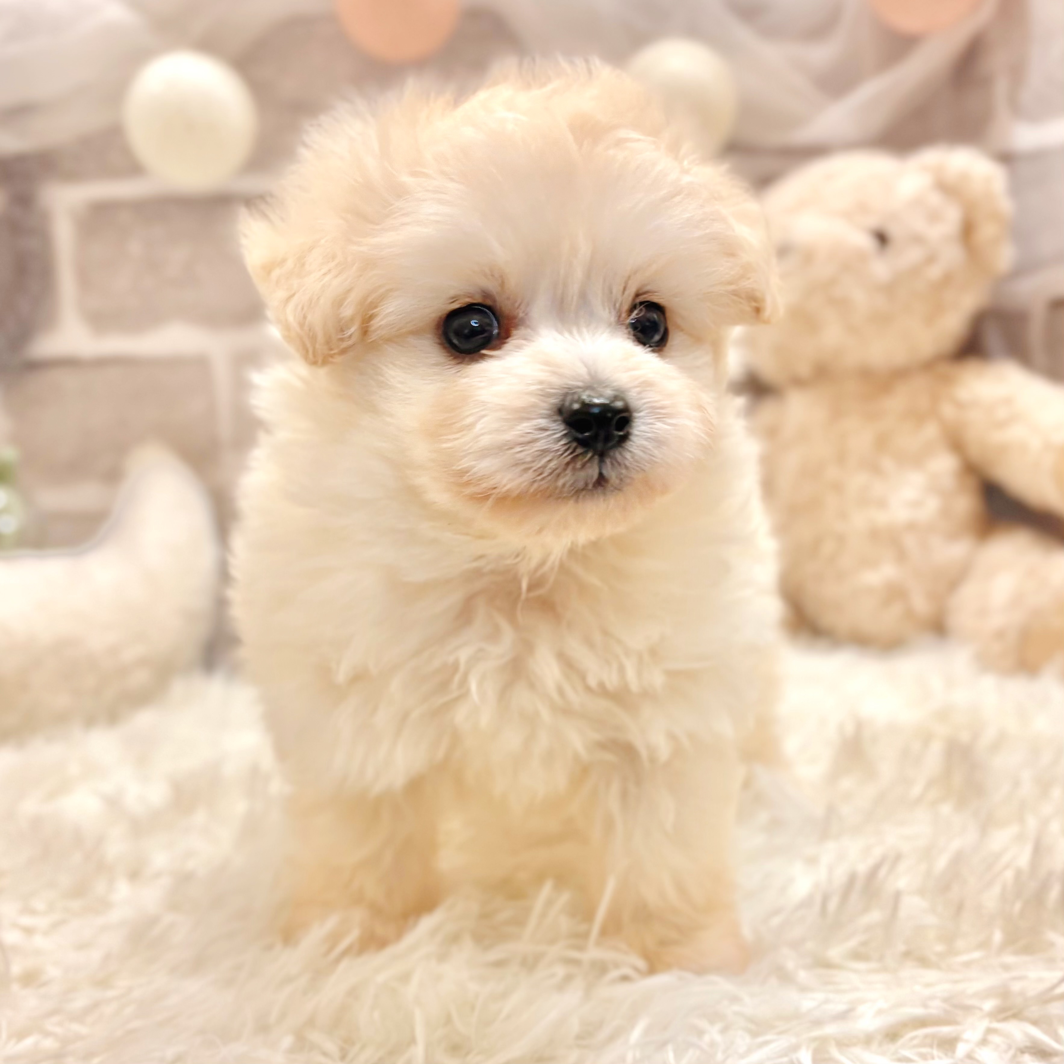 兵庫県のポメプー(ポメラニアン×プードル) (犬の家＆猫の里神戸店/2026年3月1日生まれ/男の子/クリーム)の子犬の2枚目の画像