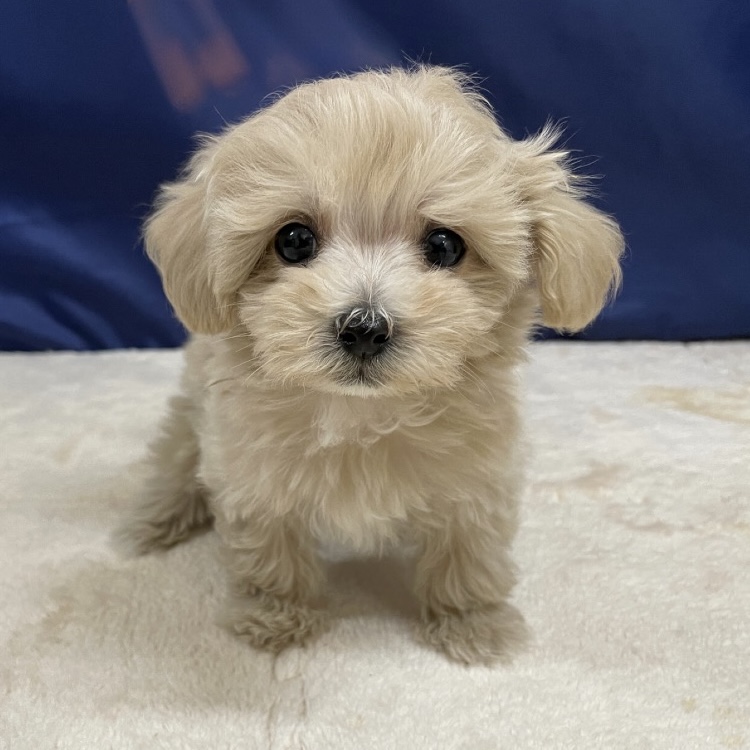 愛知県のマルプー(マルチーズ×プードル) (犬の家＆猫の里一宮店/2025年10月22日生まれ/男の子/クリーム)の子犬の1枚目の画像