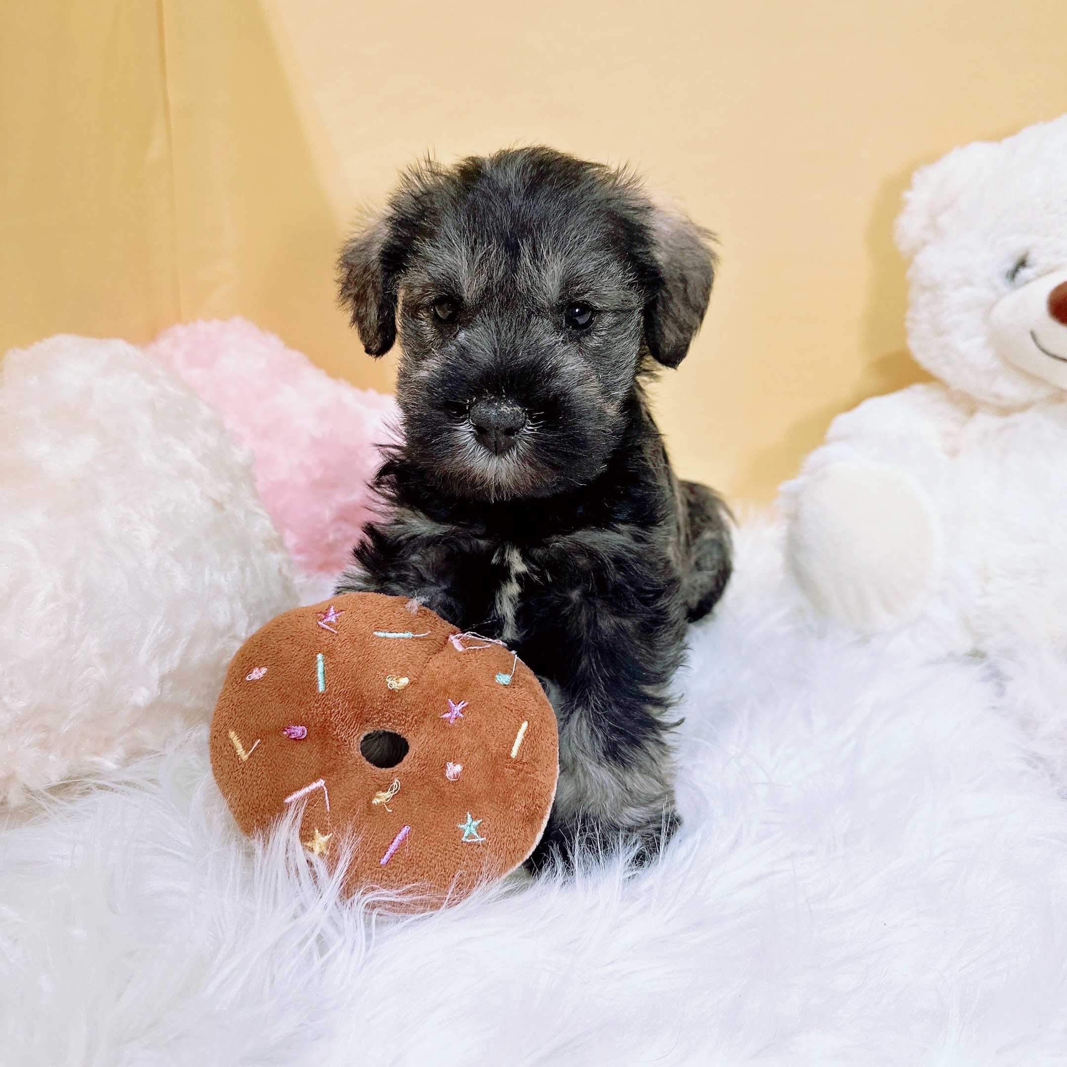 神奈川県のミニチュアシュナウザー (犬の家＆猫の里元住吉ブレーメン通り店/2025年11月25日生まれ/男の子/ソルトペッパー)の子犬の2枚目の画像