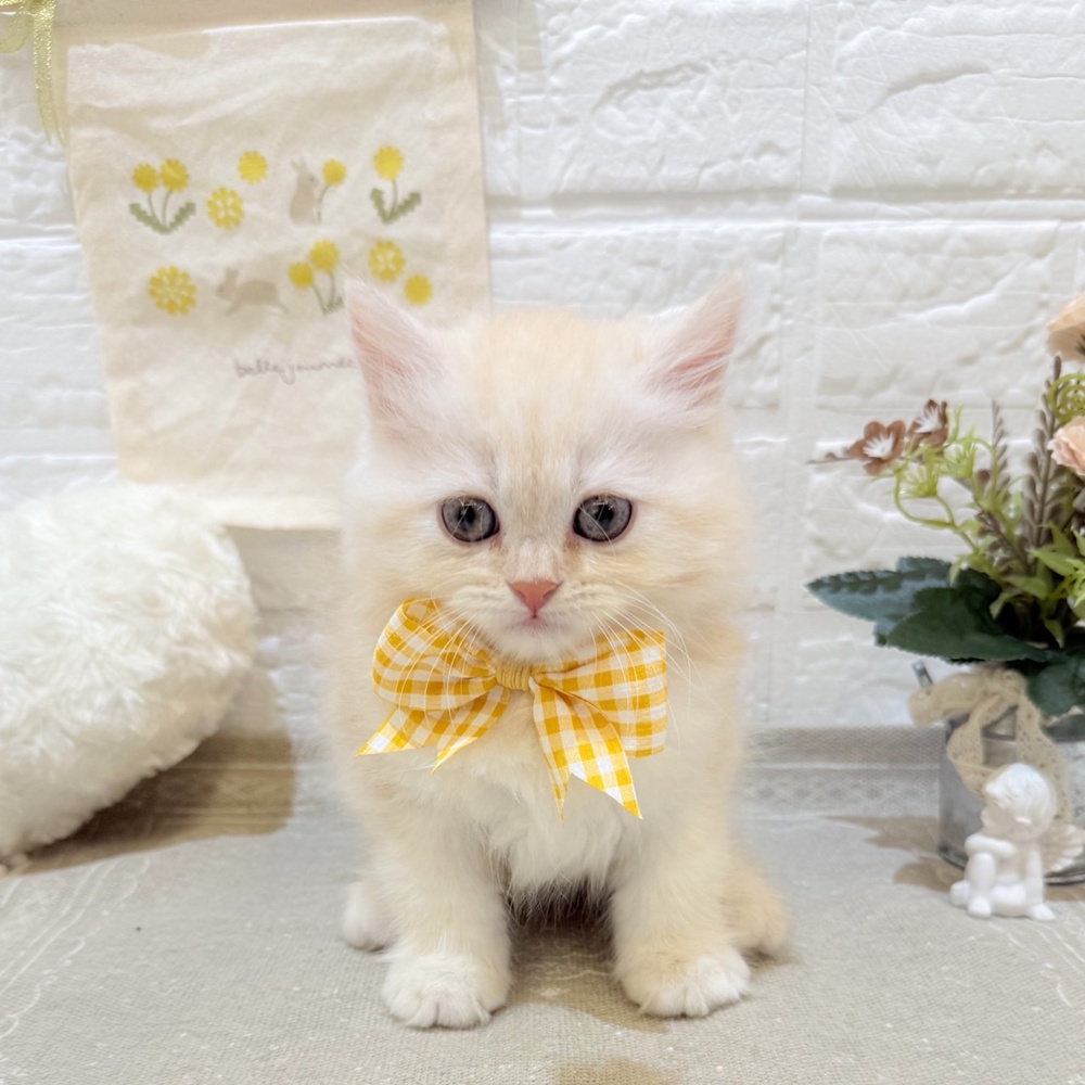 静岡県のブリティッシュロングヘアー (犬の家＆猫の里富士店/2025年6月14日生まれ/男の子/レッドタビーホワイト)の子猫の1枚目の画像