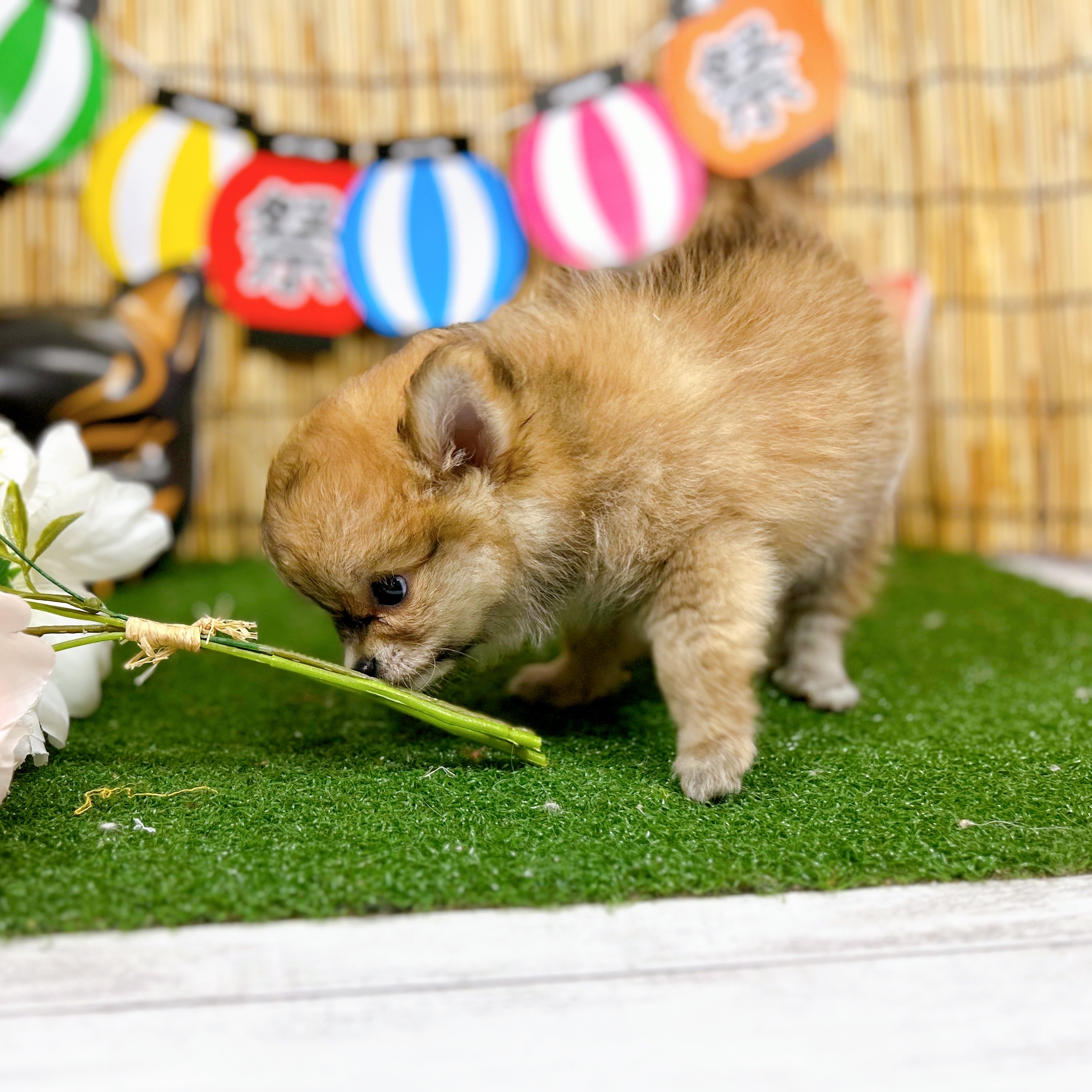 神奈川県のポメチワ/チワポメ/ポメチー(ポメラニアン×チワワ) (犬の家＆猫の里小田原店/2025年6月21日生まれ/女の子/オレンジ)の子犬の2枚目の画像