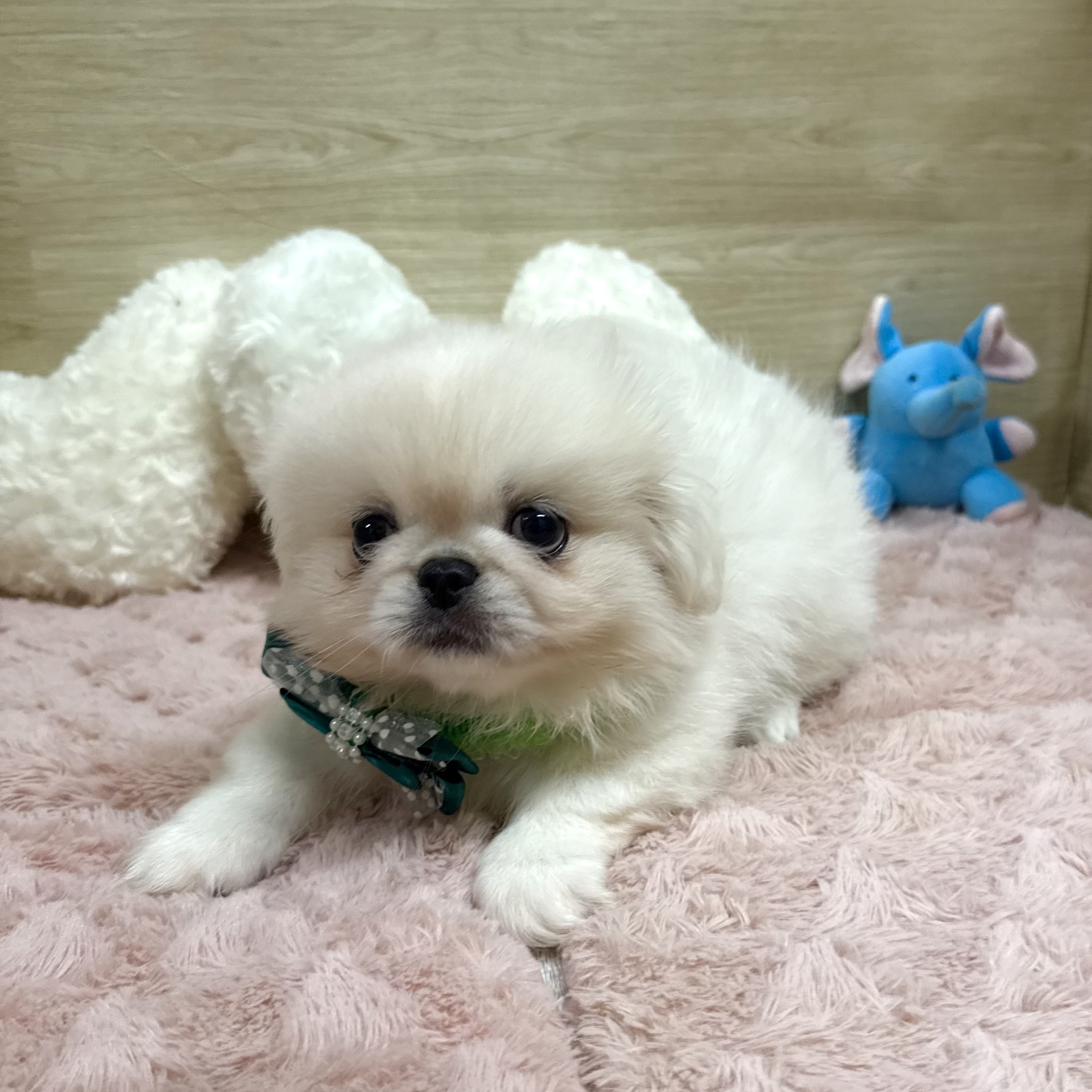 大阪府のペキニーズ (犬の家&猫の里そよら東岸和田店/2025年8月22日生まれ/男の子/ホワイト)の子犬