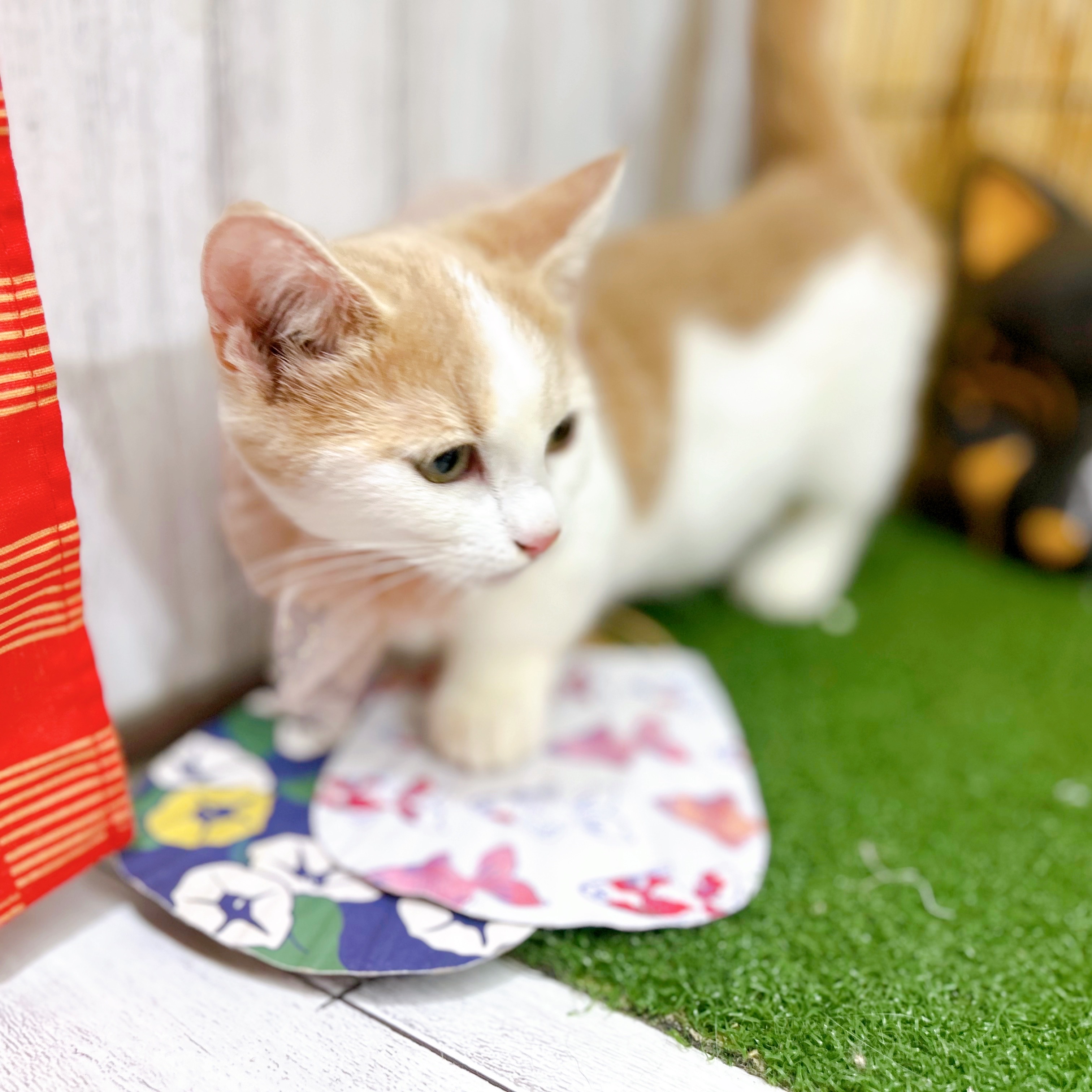 神奈川県のミヌエット (犬の家＆猫の里小田原店/2025年6月22日生まれ/女の子/クリームホワイト)の子猫の2枚目の画像
