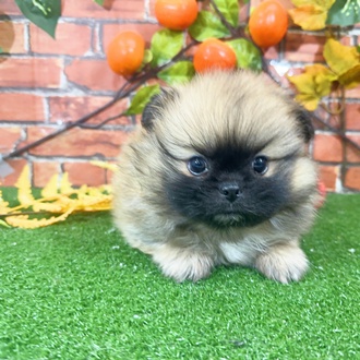 神奈川県のペキポメ/ポメペキ(ペキニーズ×ポメラニアン) (犬の家＆猫の里小田原店/2025年9月21日生まれ/男の子/フォーン)の子犬の2枚目の画像