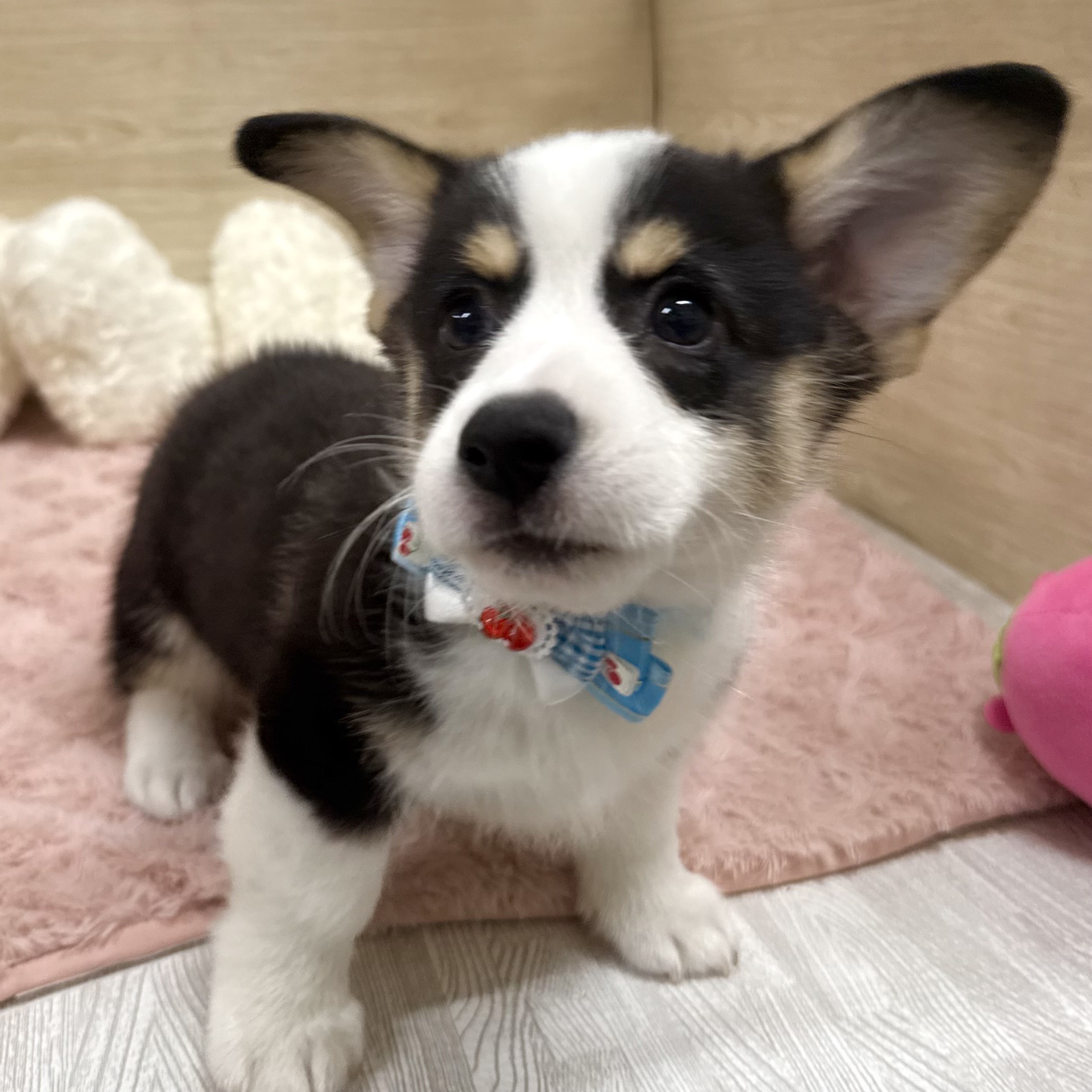 2025年8月26日生まれのウェルシュコーギーペンブロークの2枚目の写真