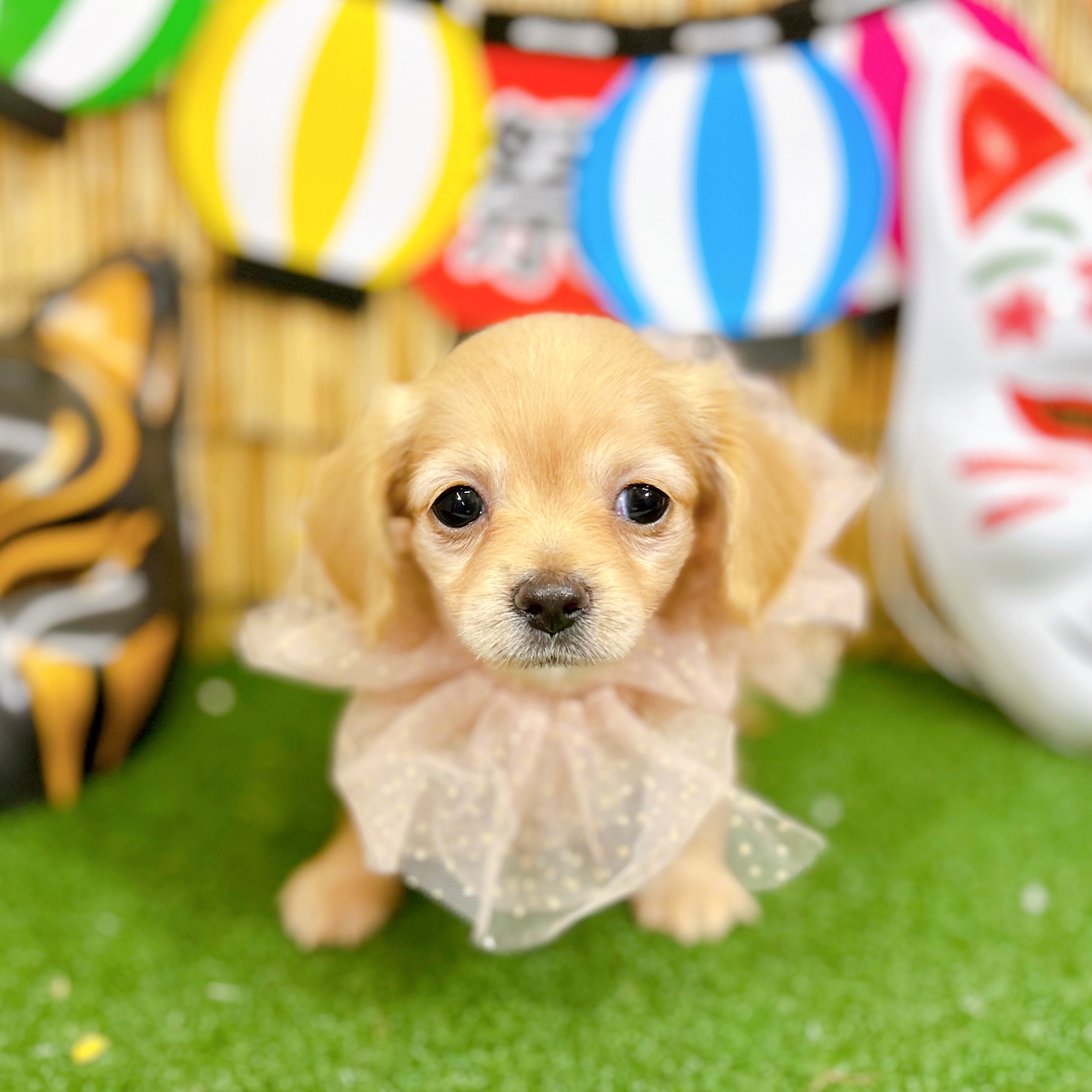 神奈川県のチワックス(チワワ×ダックス) (犬の家＆猫の里小田原店/2025年6月23日生まれ/女の子/イエロー)の子犬の1枚目の画像