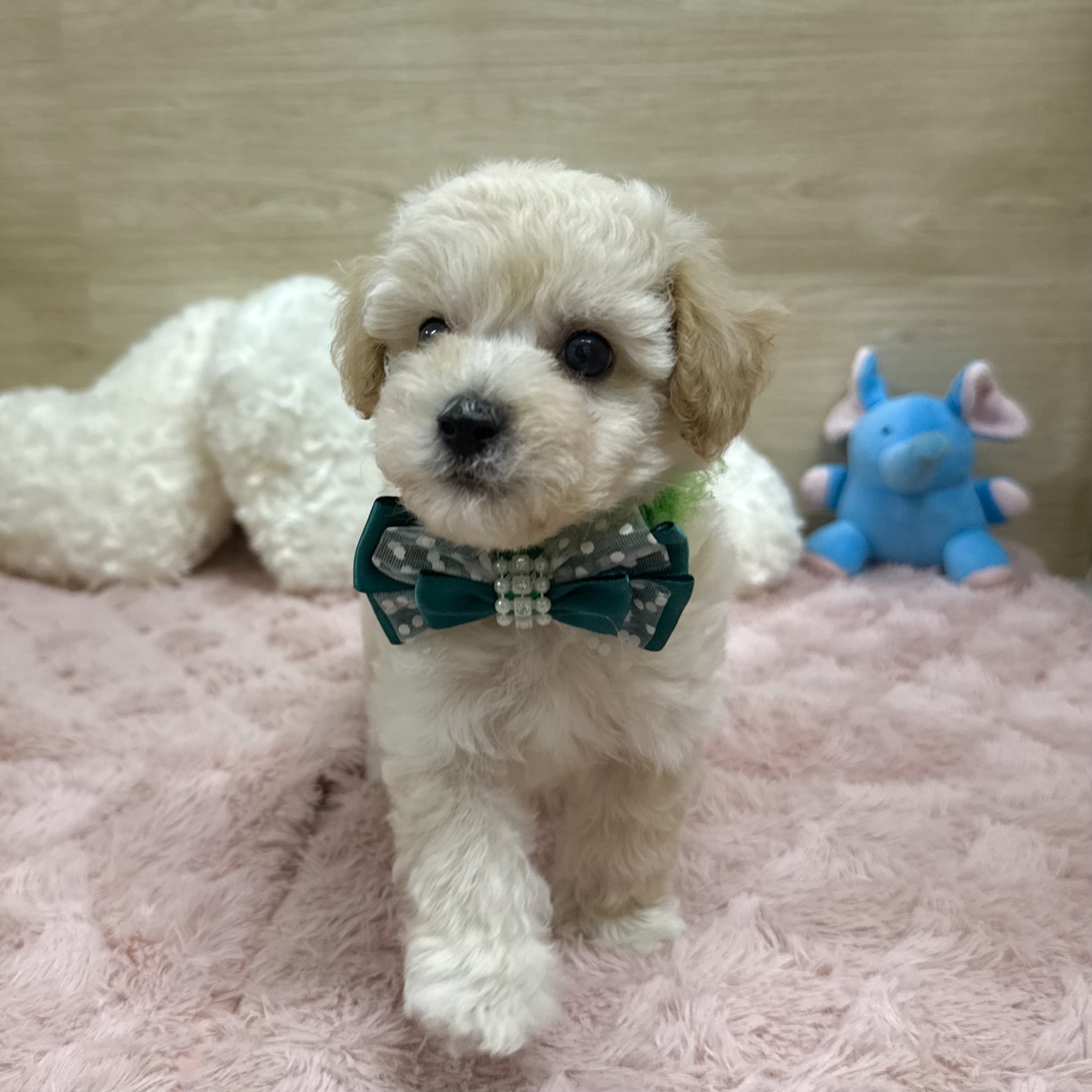 大阪府のビションプー(ビションフリーゼ×プードル) (犬の家&猫の里そよら東岸和田店/2025年8月27日生まれ/男の子/クリーム)の子犬の2枚目の画像